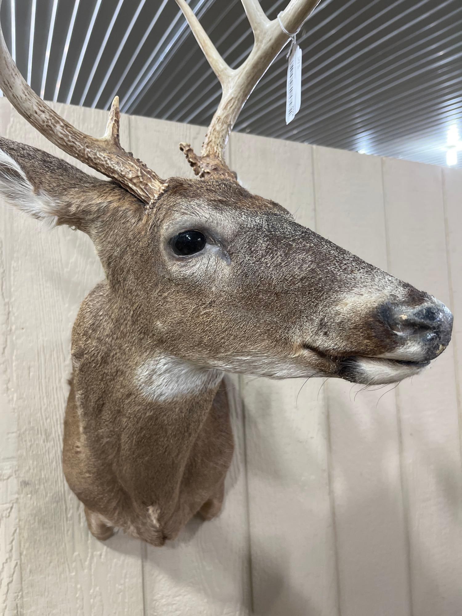 8-Point Whitetail Deer Shoulder Mount - 2