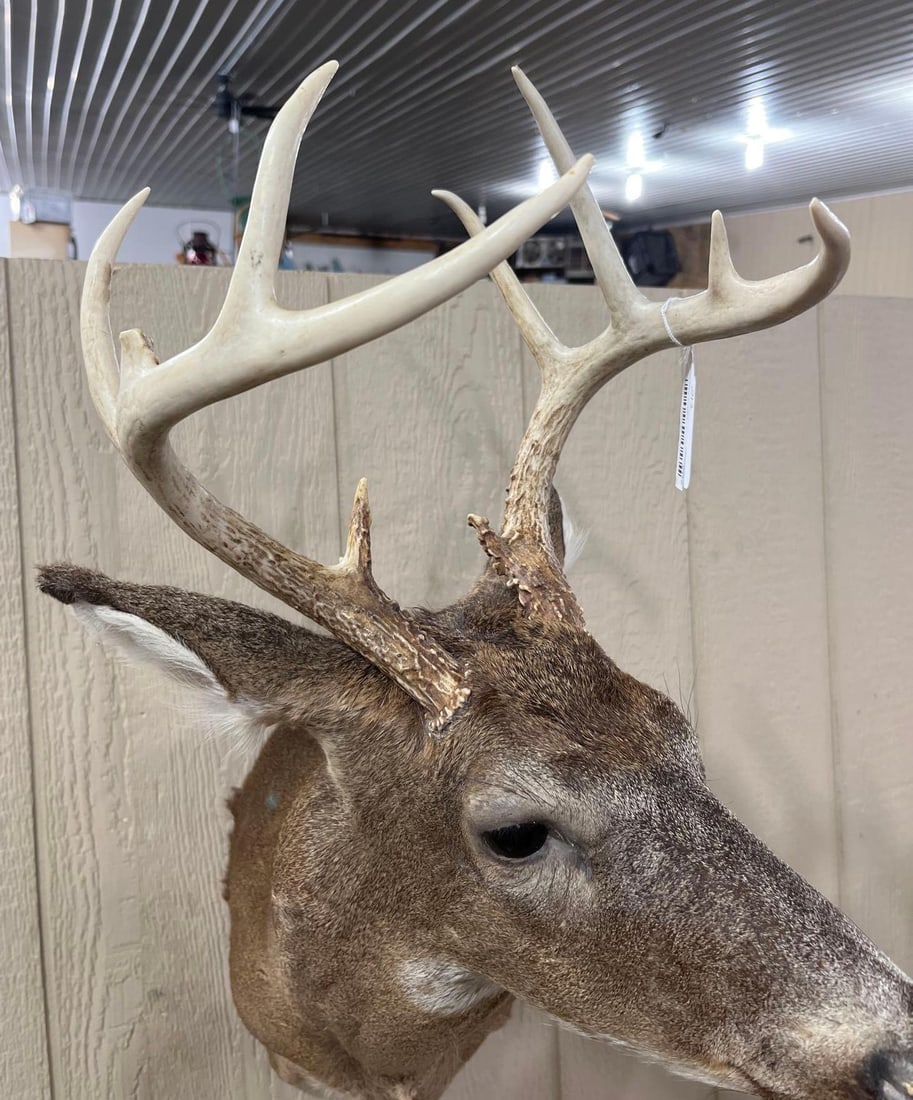 8-Point Whitetail Deer Shoulder Mount - 3