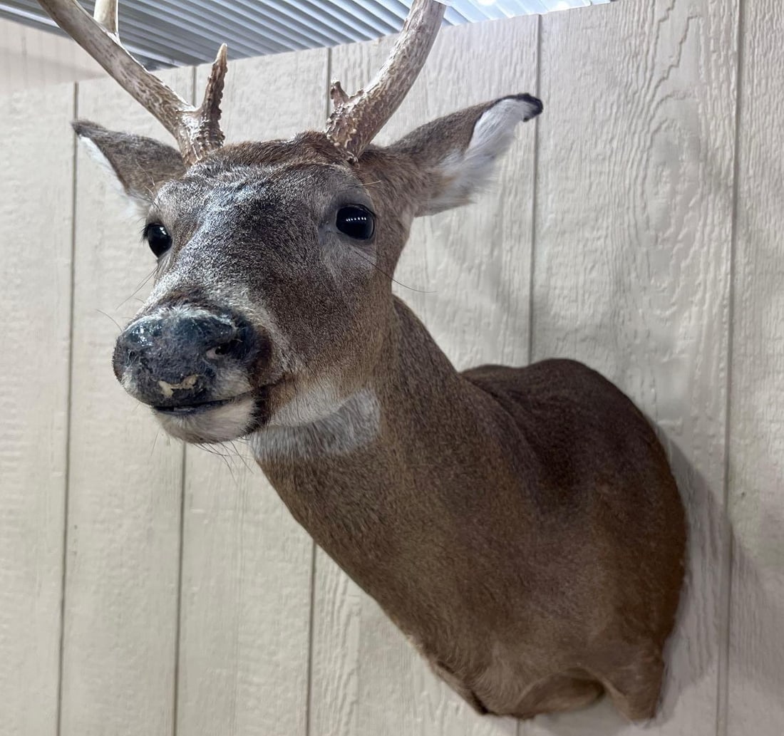 8-Point Whitetail Deer Shoulder Mount - 4