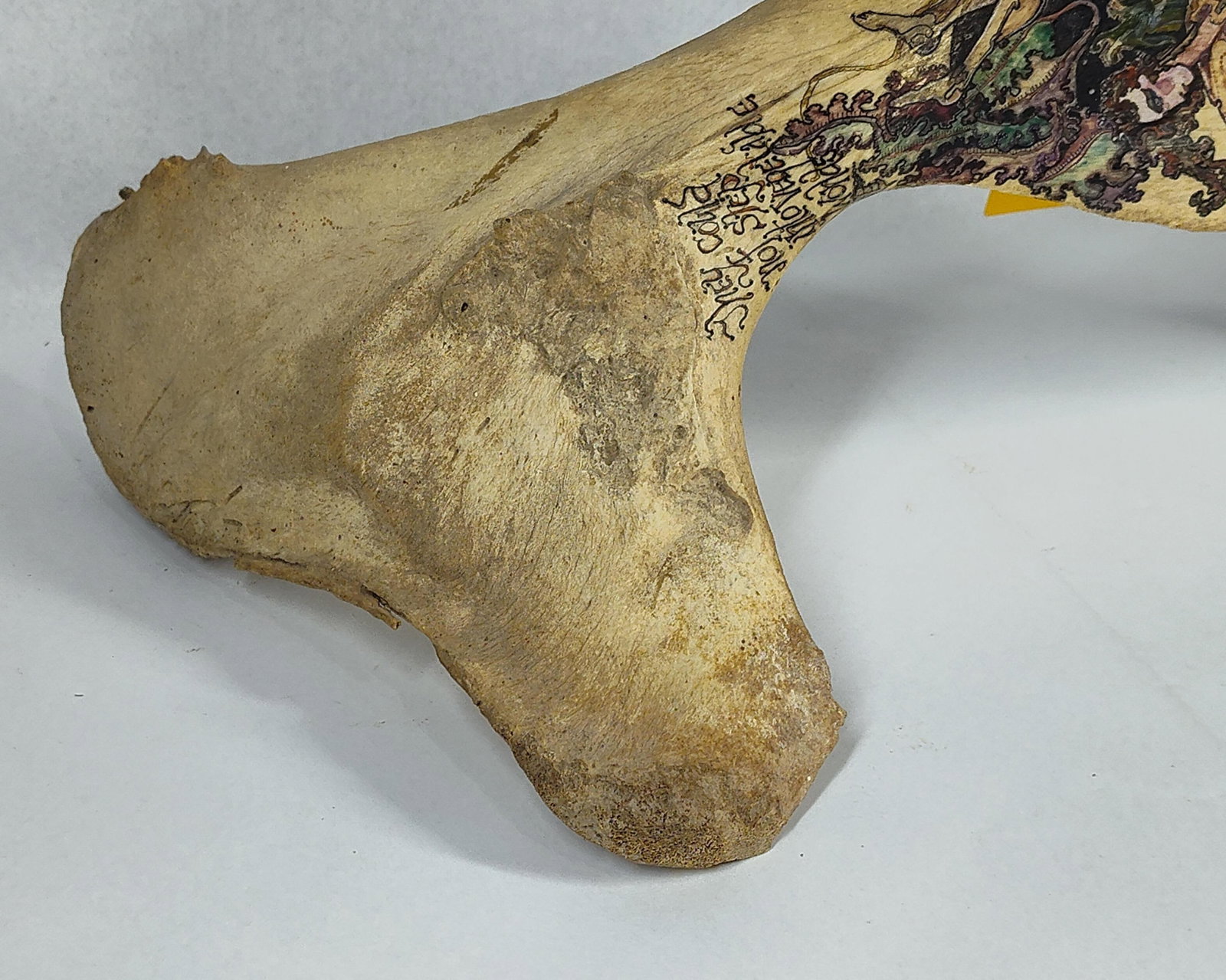 Alexandra Eldridge, Ink/W/C, Bone, 1973 - 2