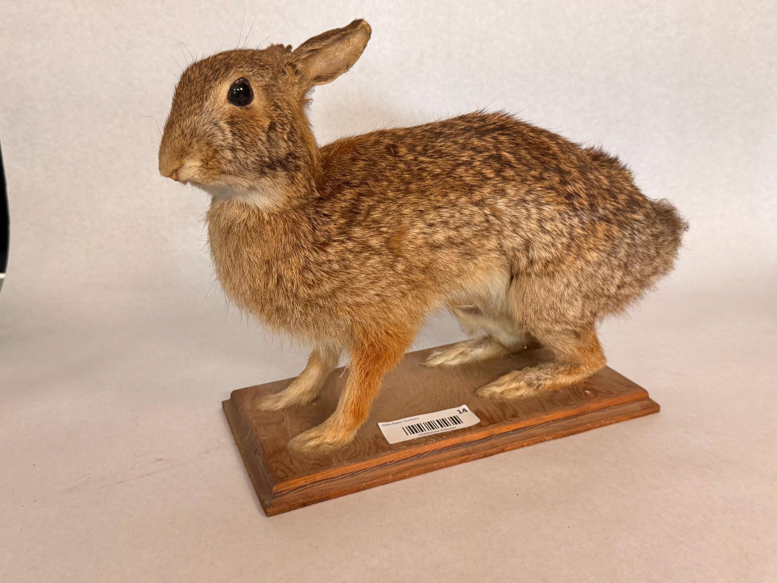 Full Body Cottontail Rabbit Taxidermy (1 of 5)