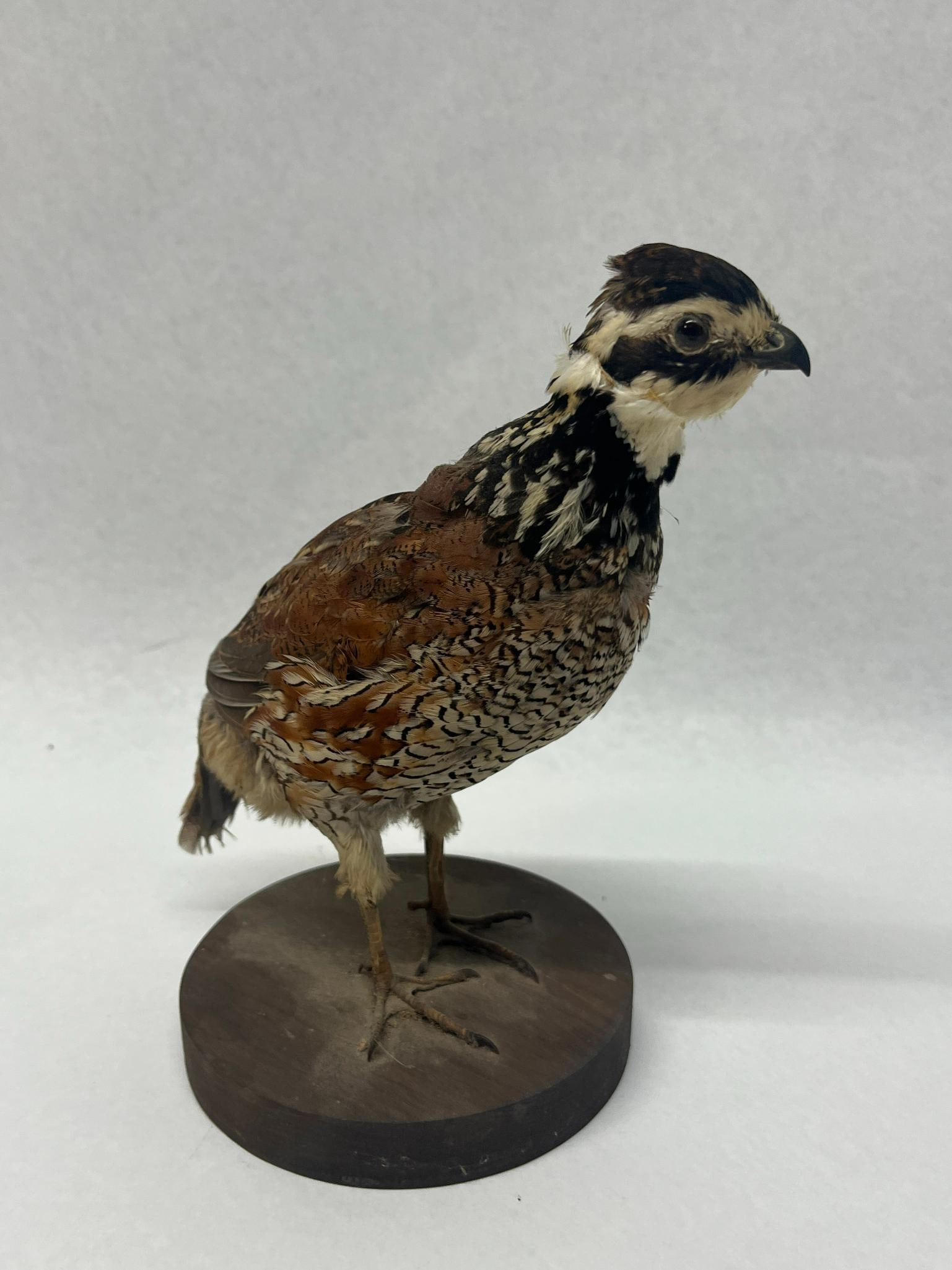Male Northern Bobwhite Quail Taxidermy (1 of 4)