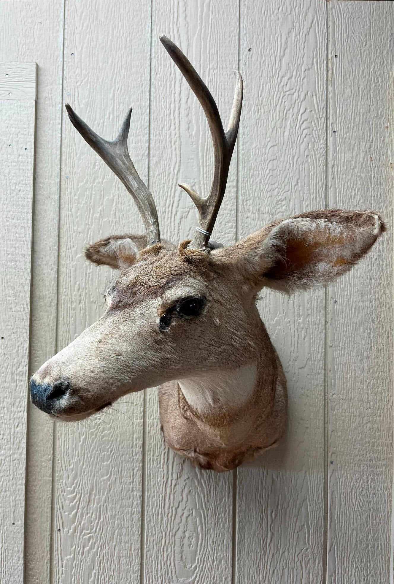 Mule Deer Taxidermy Shoulder Mount: This is a taxidermy shoulder mount of a mule deer (Odocoileus hemionus) designed for wall display. The mount is finished with glass eyes and a textured nose. A white circular or oval identification