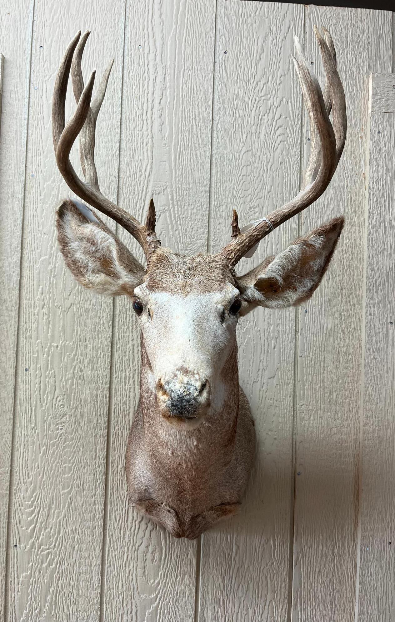 Mule Deer 5x5 Taxidermy Shoulder Mount (1 of 6)