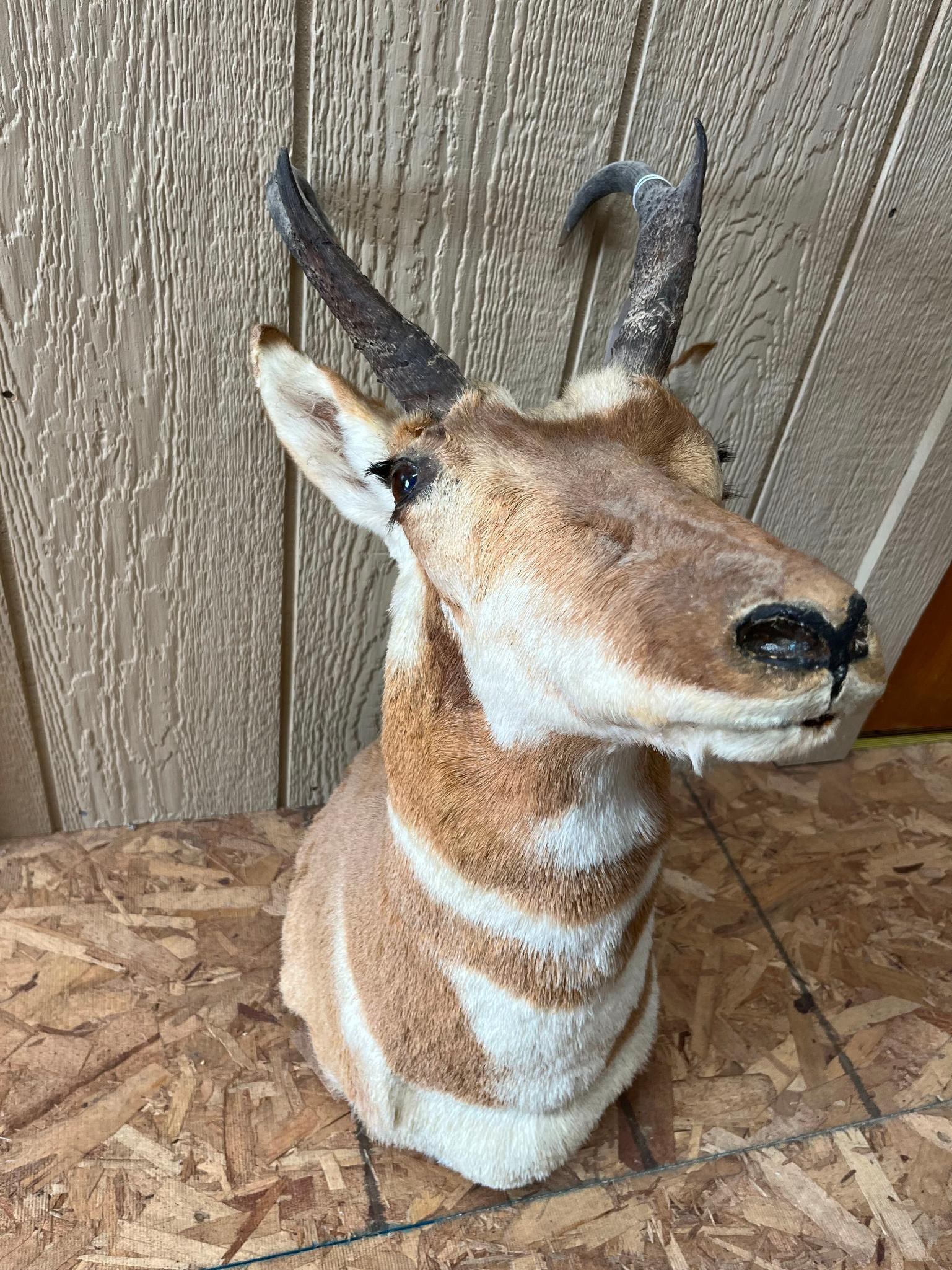 Pronghorn Antelope Shoulder Mount: A taxidermy shoulder mount of a North American Pronghorn (Antilocapra americana). The mount is set with artificial glass eyes and features a finished nose with a darkened, textured surface.