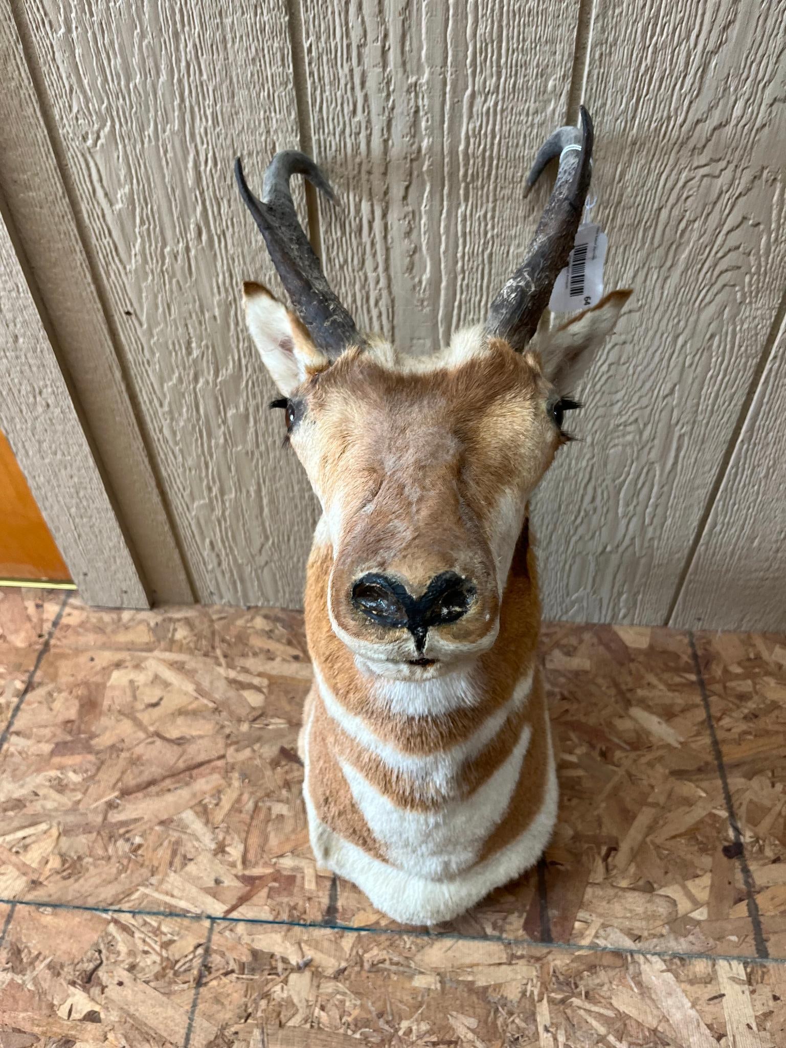 Pronghorn Antelope Shoulder Mount - 2