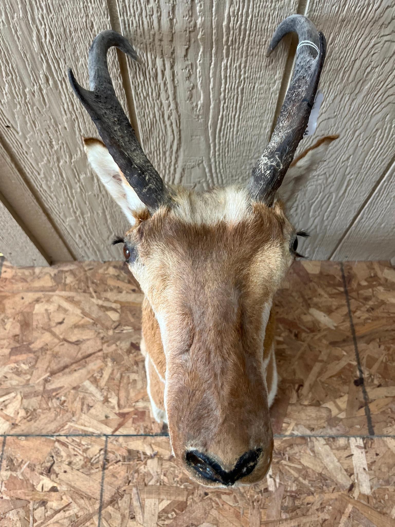 Pronghorn Antelope Shoulder Mount - 3