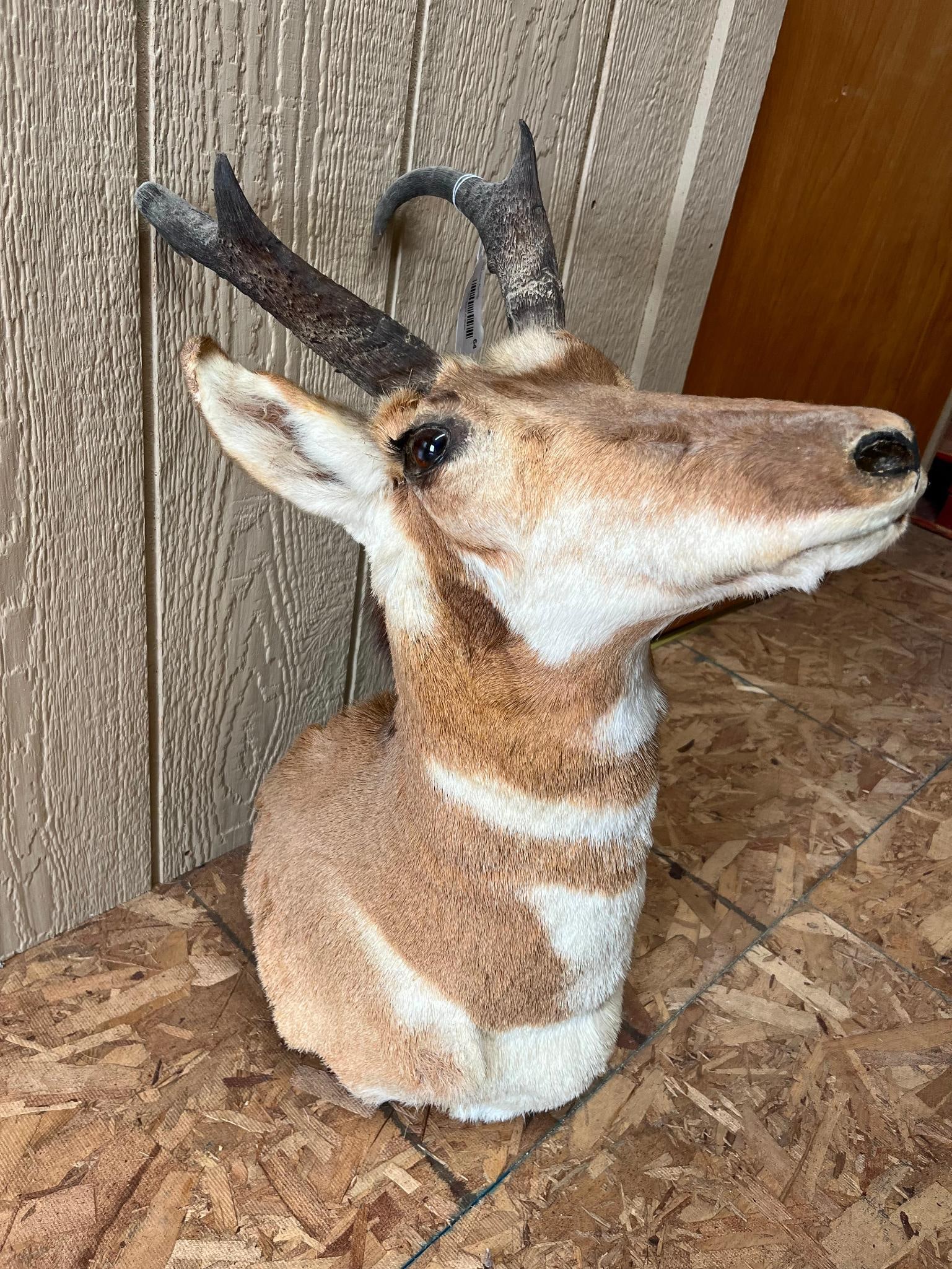 Pronghorn Antelope Shoulder Mount - 4