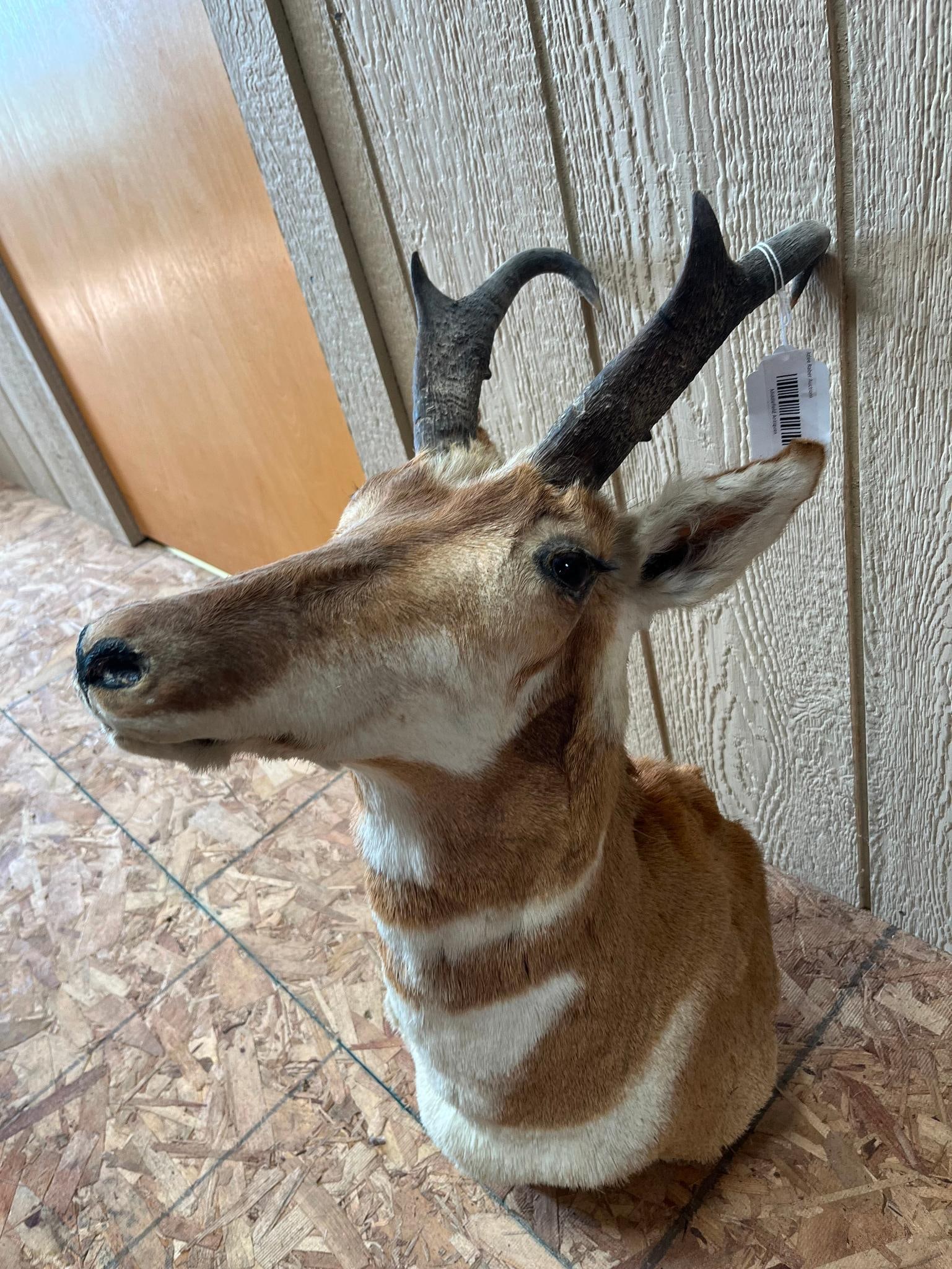 Pronghorn Antelope Shoulder Mount - 5