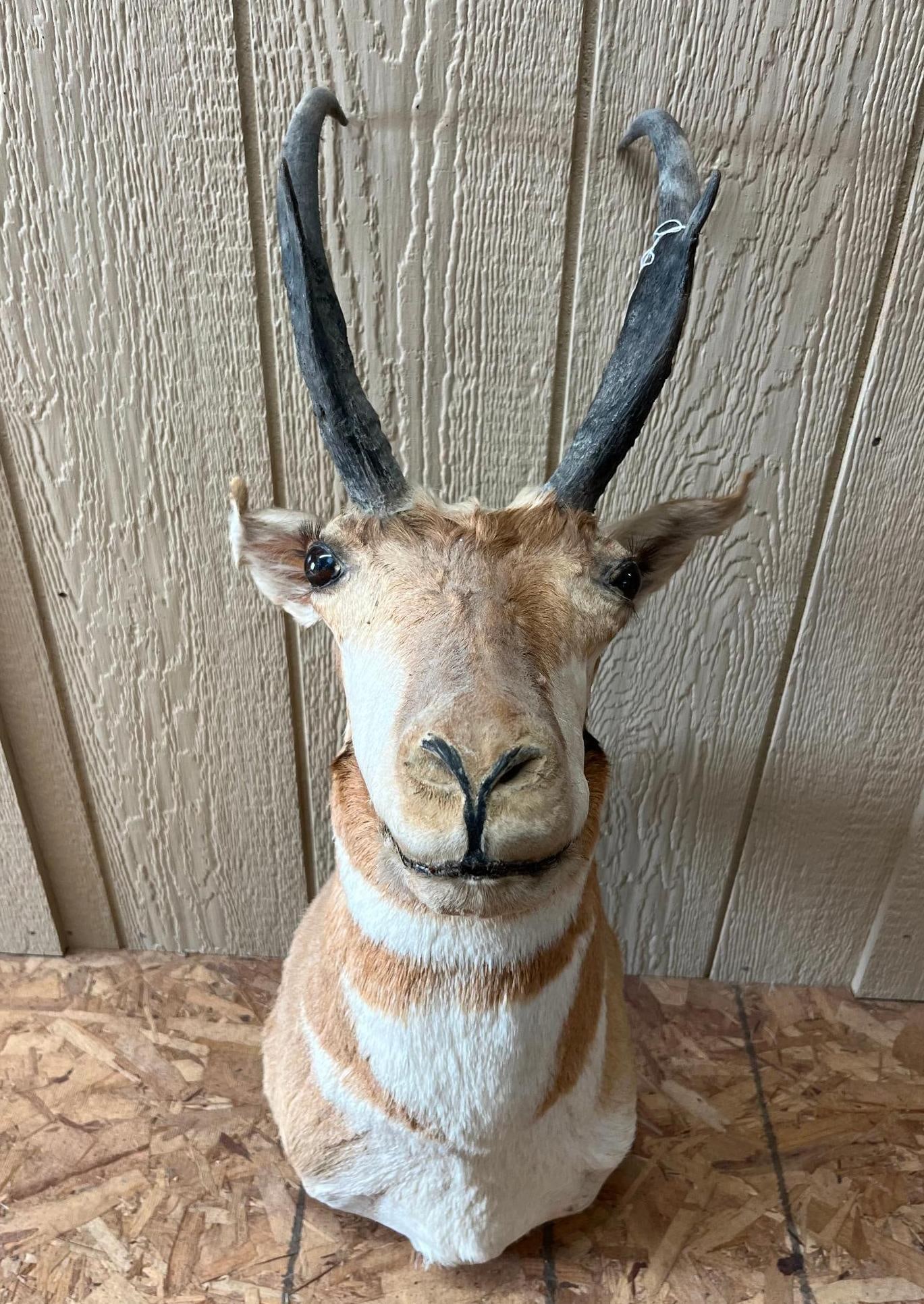 North American Pronghorn Shoulder Mount: A taxidermy shoulder mount of a North American Pronghorn (Antilocapra americana). The specimen is fitted with dark glass eyes and retains its ears. No maker's marks or taxidermist labels are present o