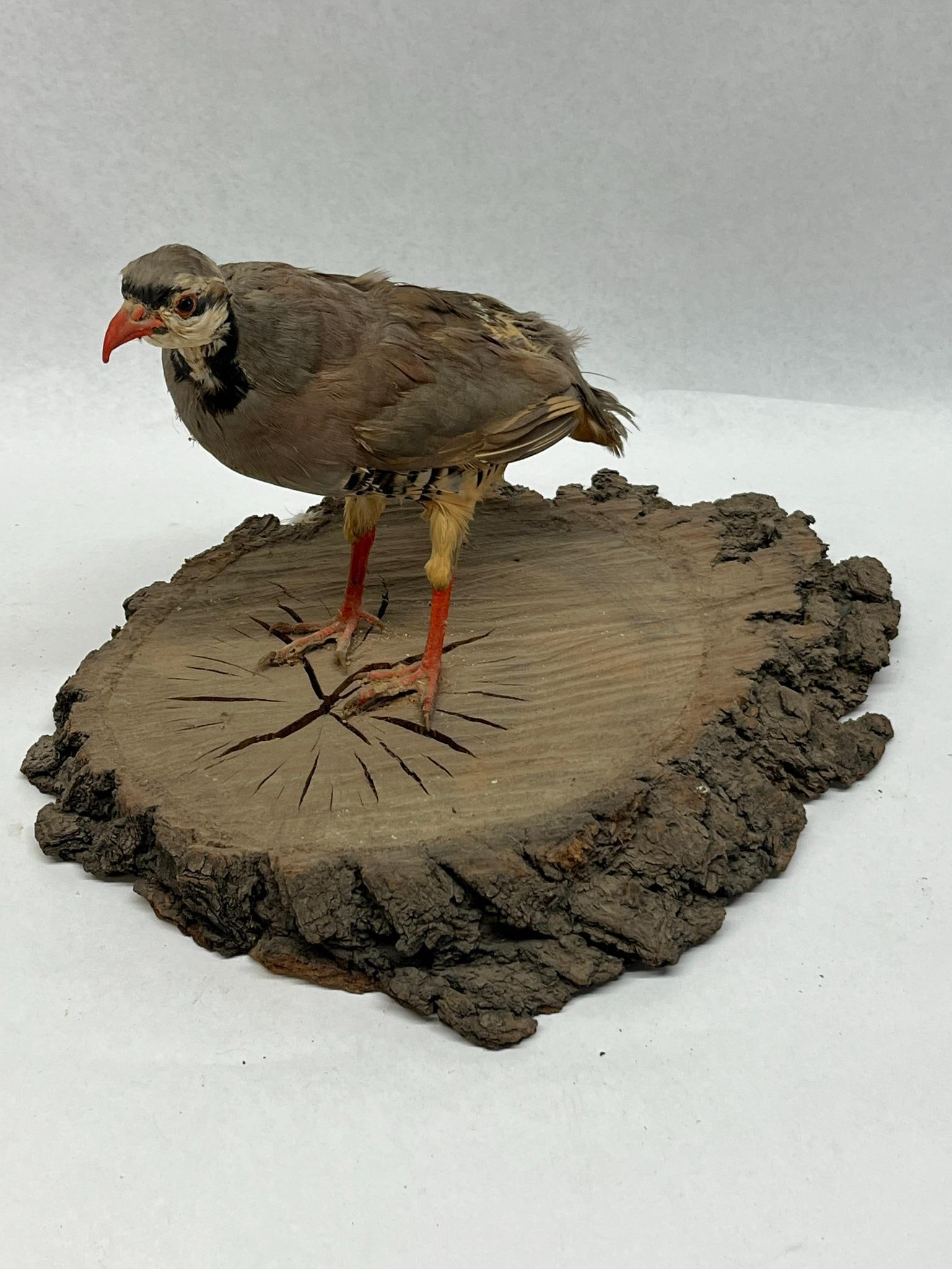 Chukar Partridge Taxidermy on Wood Base: A full-body taxidermy specimen of a Chukar Partridge (Alectoris chukar) presented in a standing pose. The top surface of the wood base shows natural radial seasoning cracks. No maker marks,