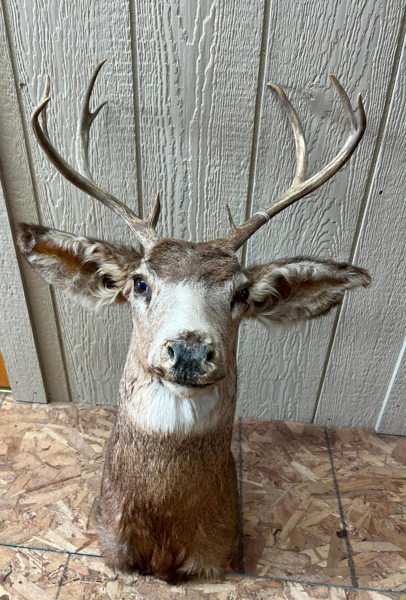 Mule Deer 5x4 Taxidermy Shoulder Mount: A taxidermy shoulder mount of a mule deer (Odocoileus hemionus). The specimen is posed in a forward-facing position with the head turned slightly to the viewer's right.