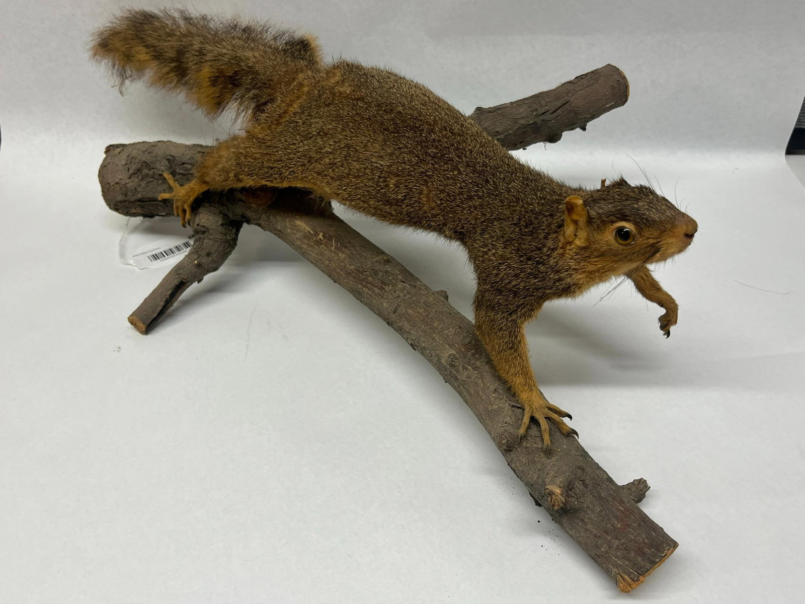Fox Squirrel Taxidermy on Wood Branch: A professional full-body taxidermy mount of a Fox Squirrel (Sciurus niger) presented in a lifelike descending pose. The squirrel is mounted on a naturalistic base consisting of two intersecting