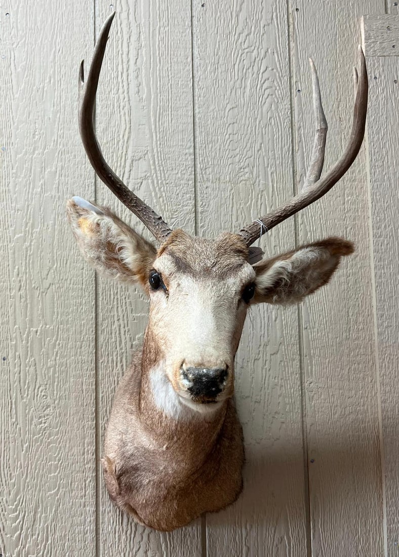 Mule Deer Taxidermy Shoulder Mount: This is a taxidermy shoulder mount of a mature mule deer buck (Odocoileus hemionus). The tag features printed text that reads Mule Deer Buck and the number 9868; other characters on the tag are not le