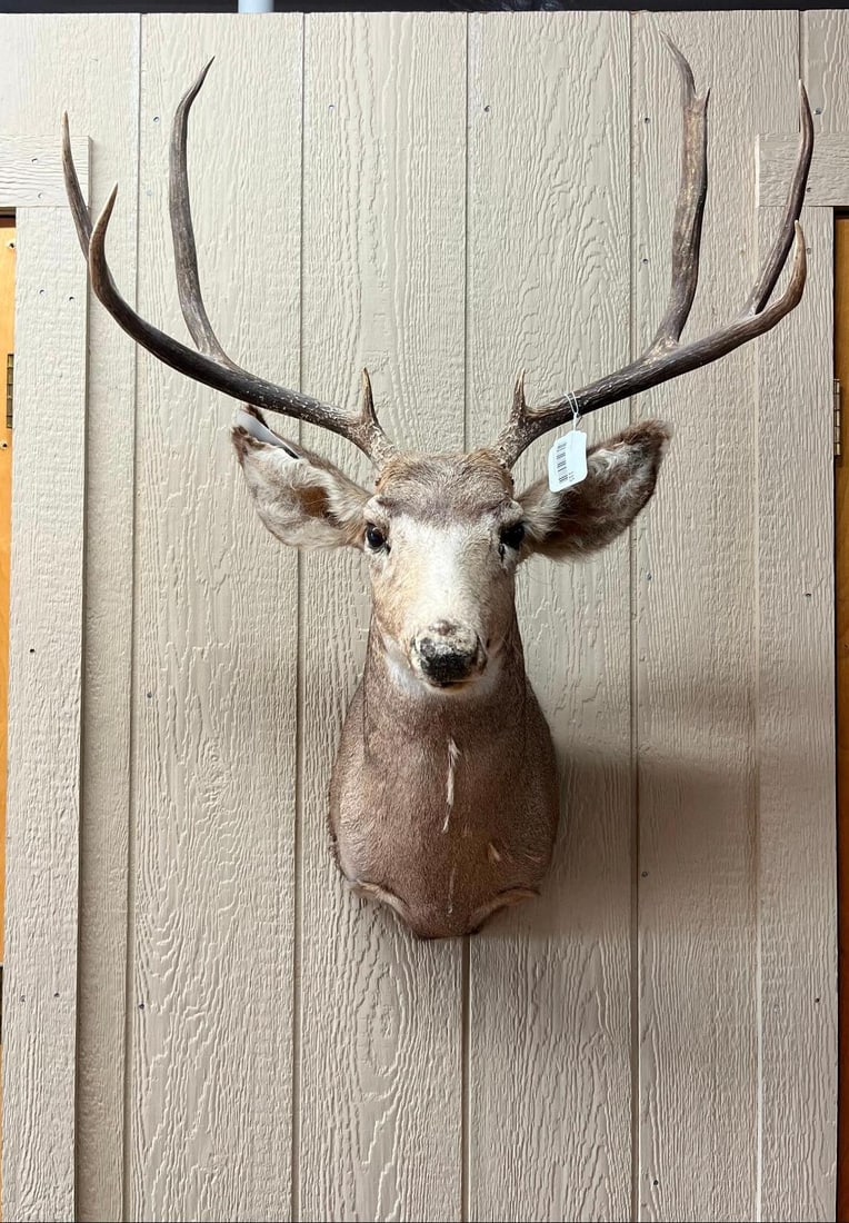 Mule Deer Shoulder Mount w/ 4x5 Antlers (1 of 7)