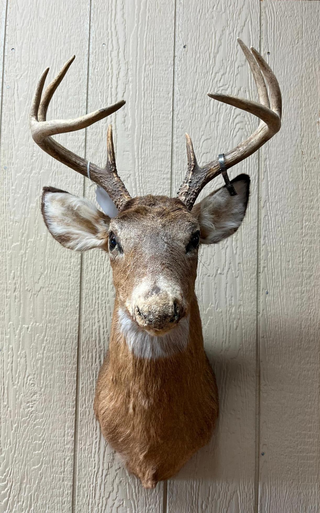 8-Point White-tail Deer Shoulder Mount: This is a taxidermy shoulder mount of a mature white-tailed deer buck. The mount is fitted with glass eyes. A dark metal harvest tag is clamped to the base of the right antler, featuring stamped