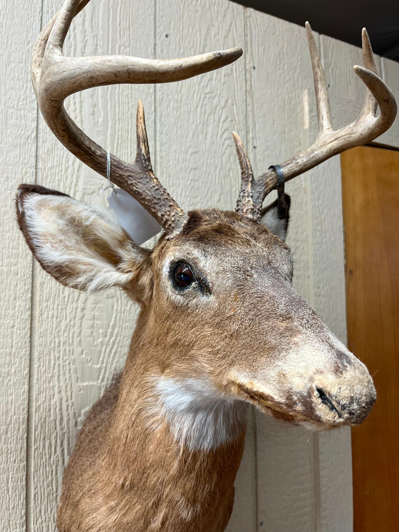 8-Point White-tail Deer Shoulder Mount - 2