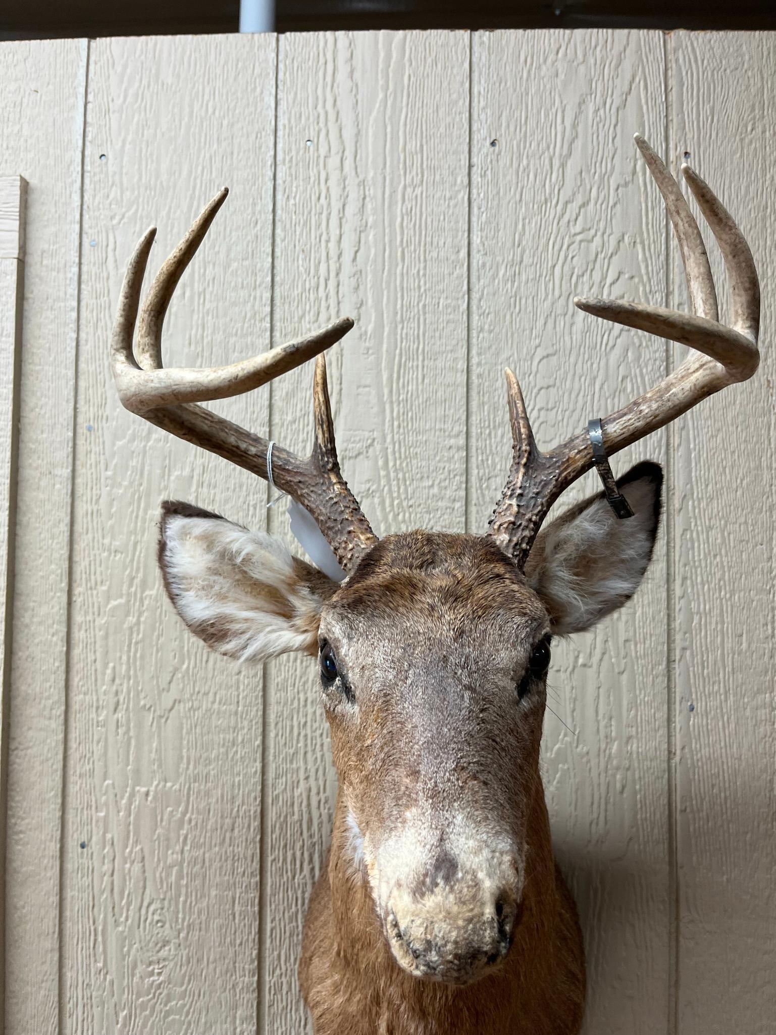 8-Point White-tail Deer Shoulder Mount - 3