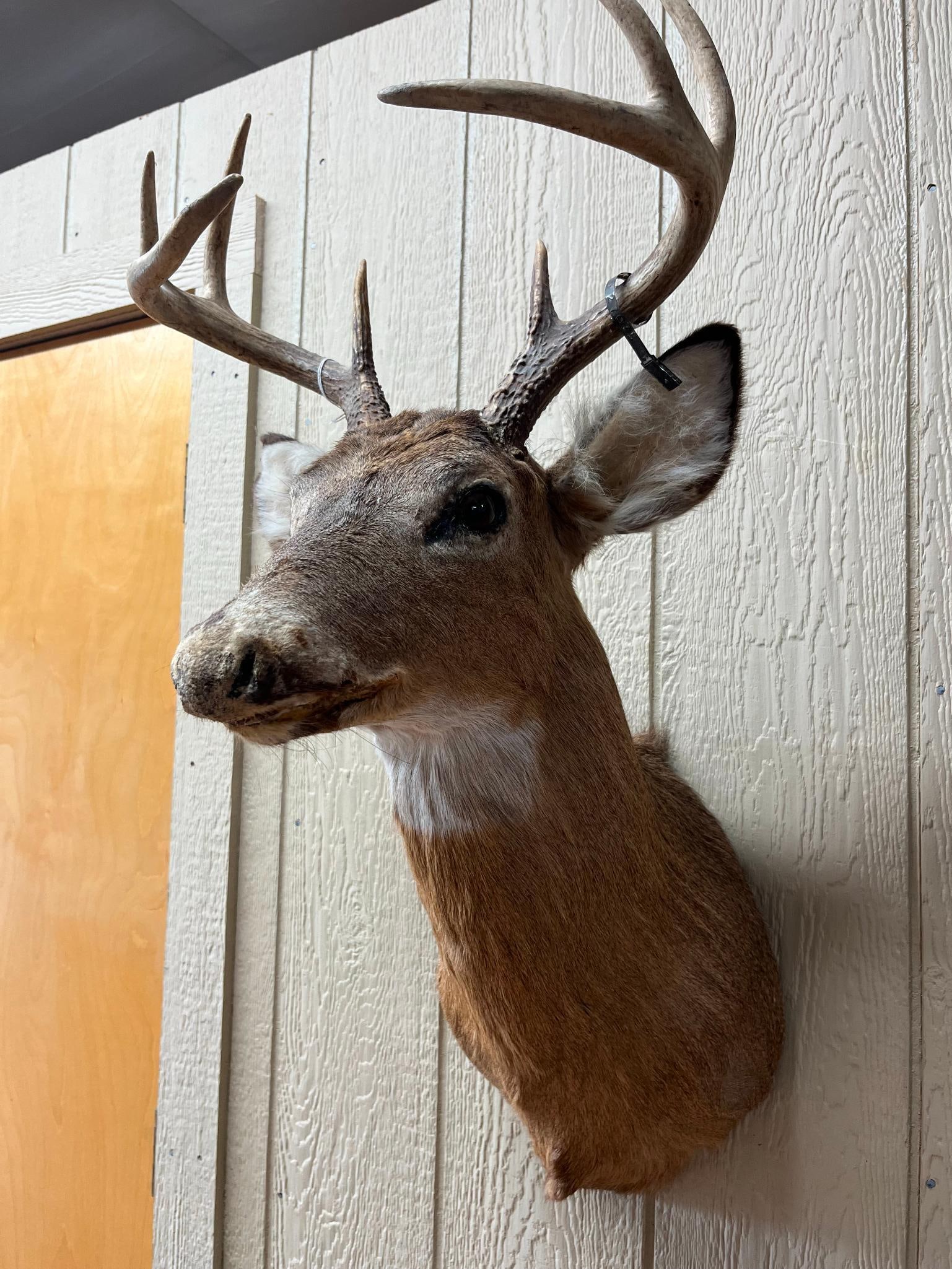 8-Point White-tail Deer Shoulder Mount - 4