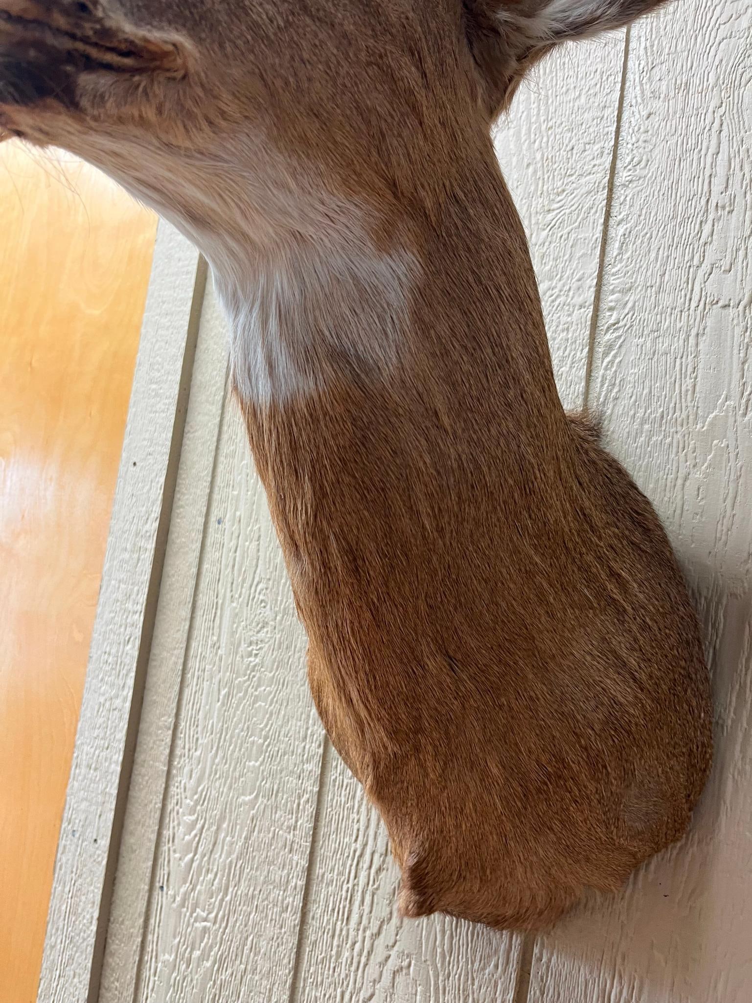 8-Point White-tail Deer Shoulder Mount - 5