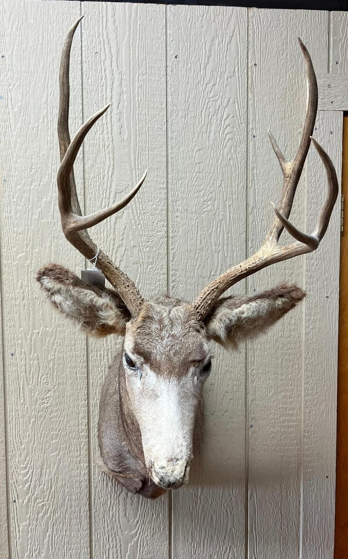 Mule Deer Shoulder Mount w/ 4x4 Rack (1 of 7)