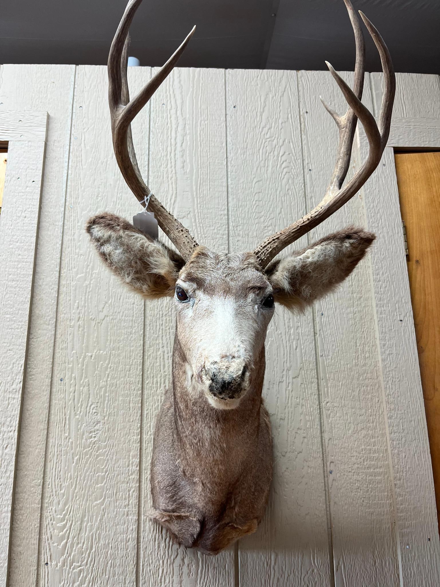 Mule Deer Shoulder Mount w/ 4x4 Rack - 2