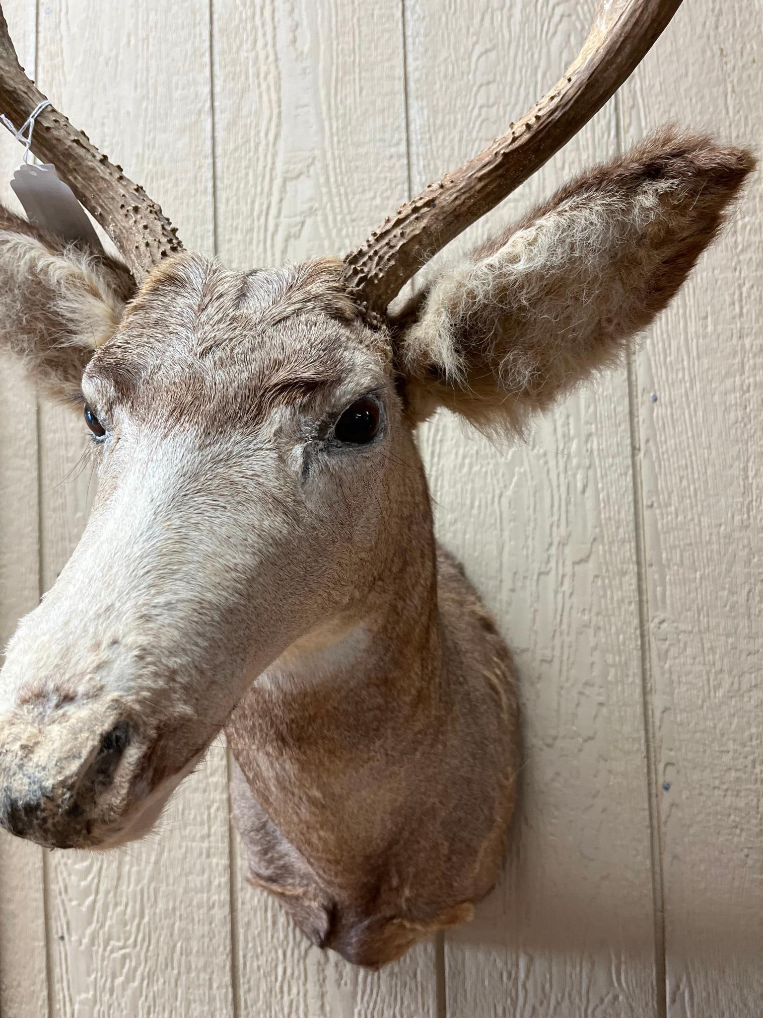 Mule Deer Shoulder Mount w/ 4x4 Rack - 4