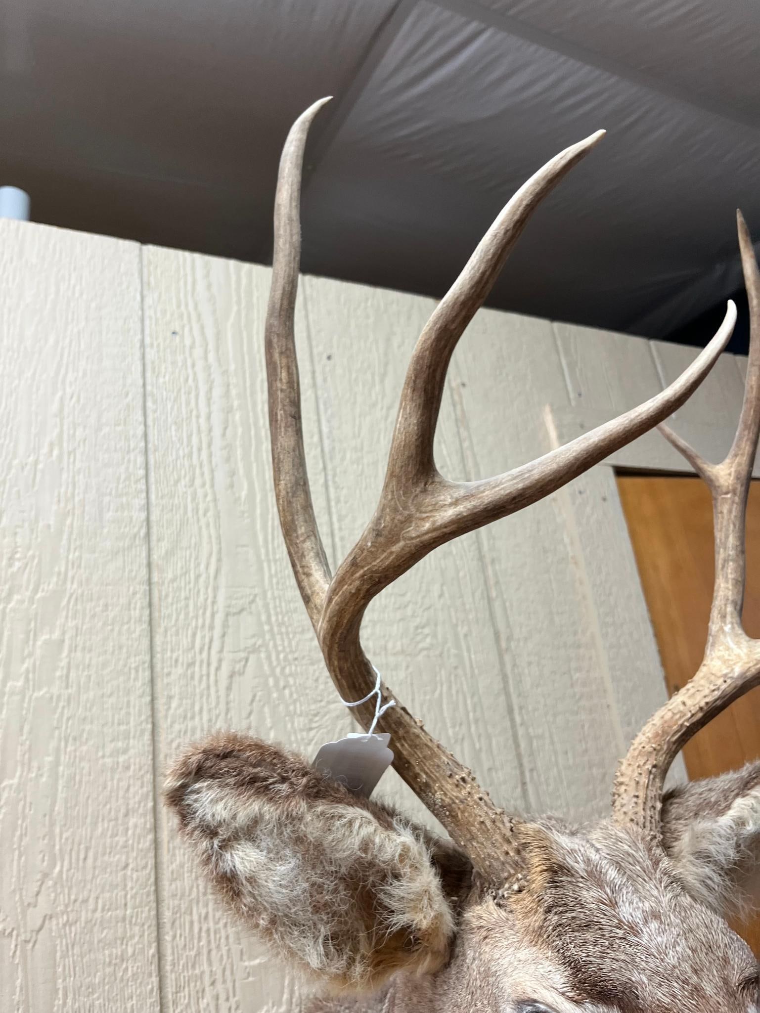 Mule Deer Shoulder Mount w/ 4x4 Rack - 5