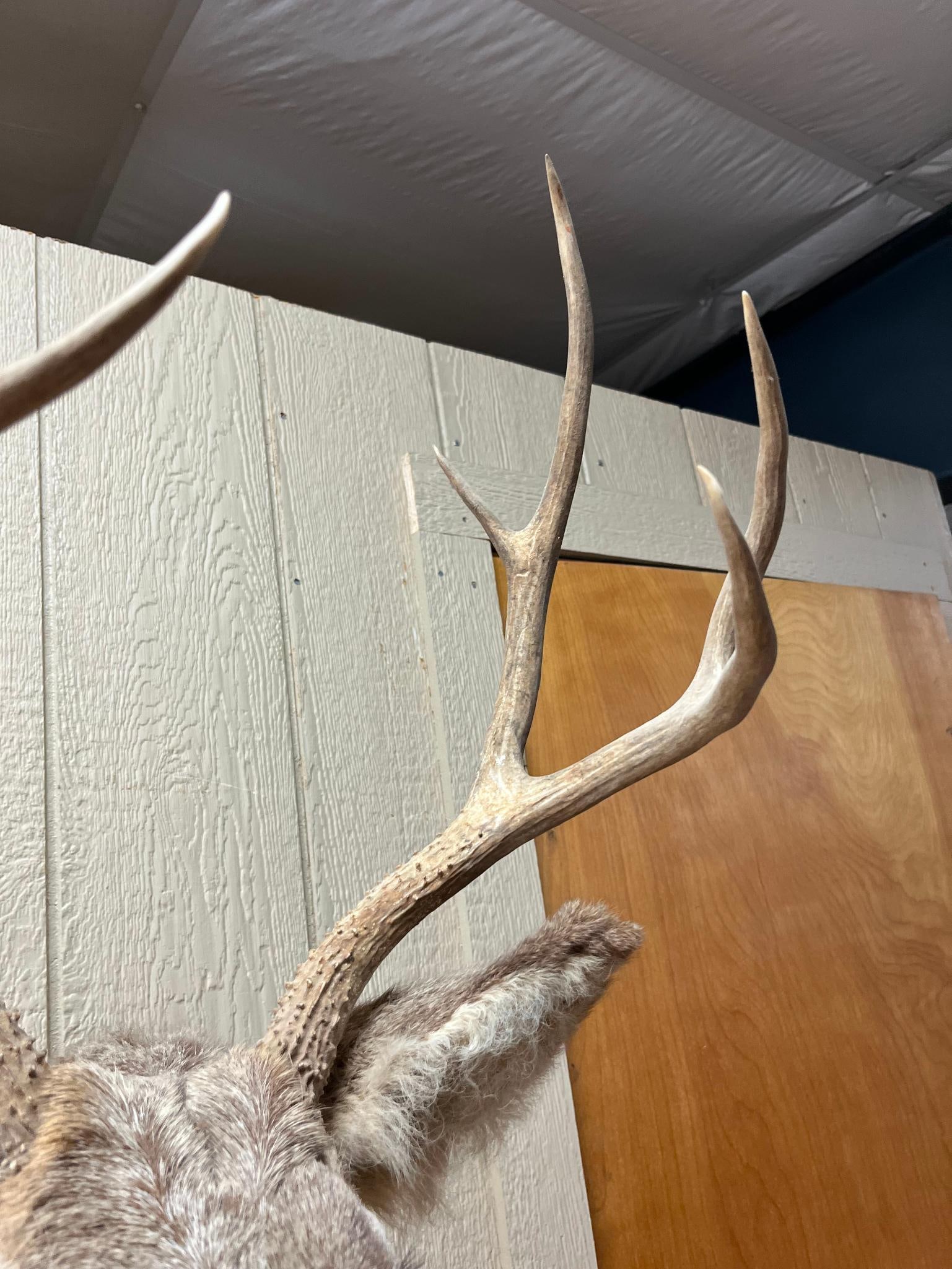 Mule Deer Shoulder Mount w/ 4x4 Rack - 6