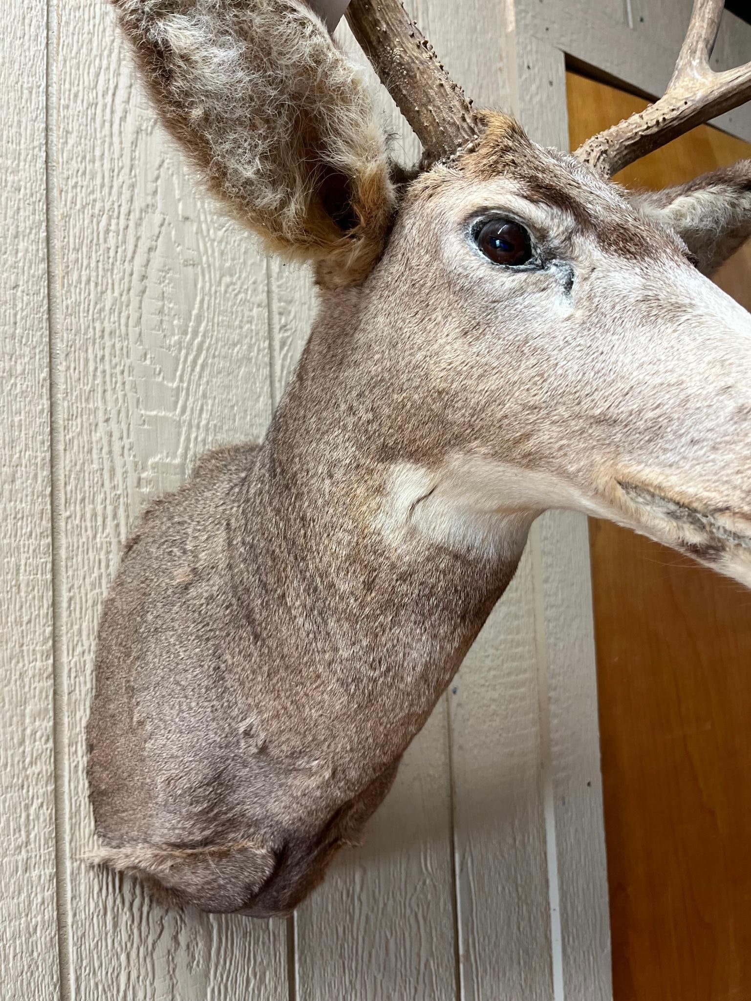 Mule Deer Shoulder Mount w/ 4x4 Rack - 7