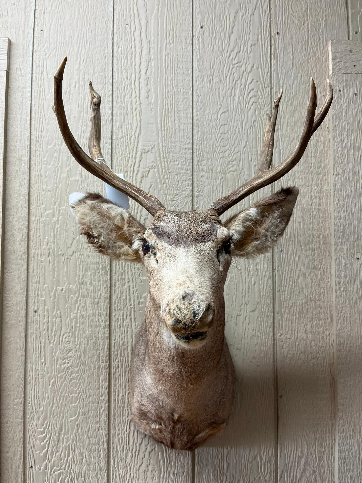 Asymmetrical Mule Deer Shoulder Mount (1 of 5)