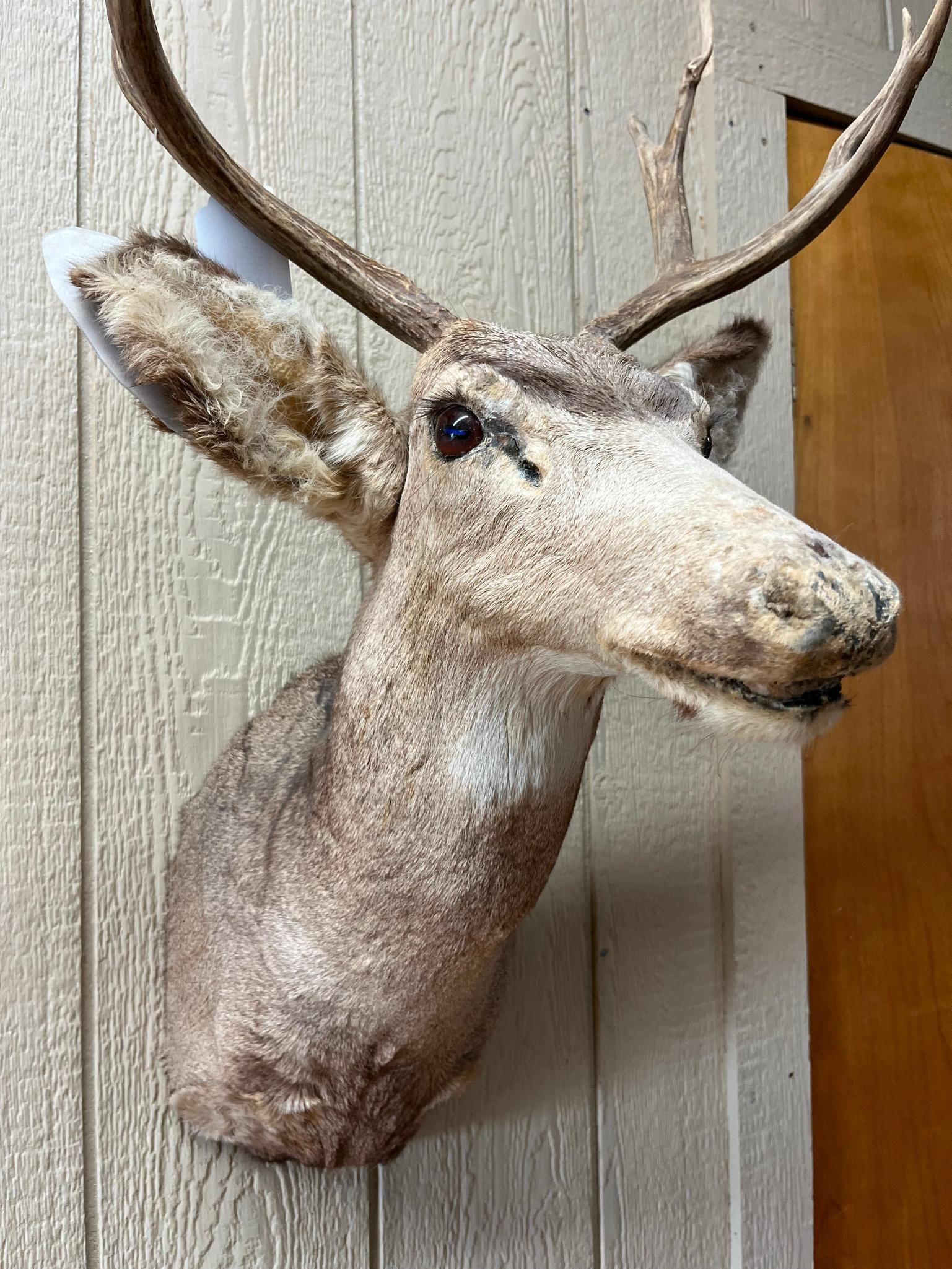 Asymmetrical Mule Deer Shoulder Mount - 2