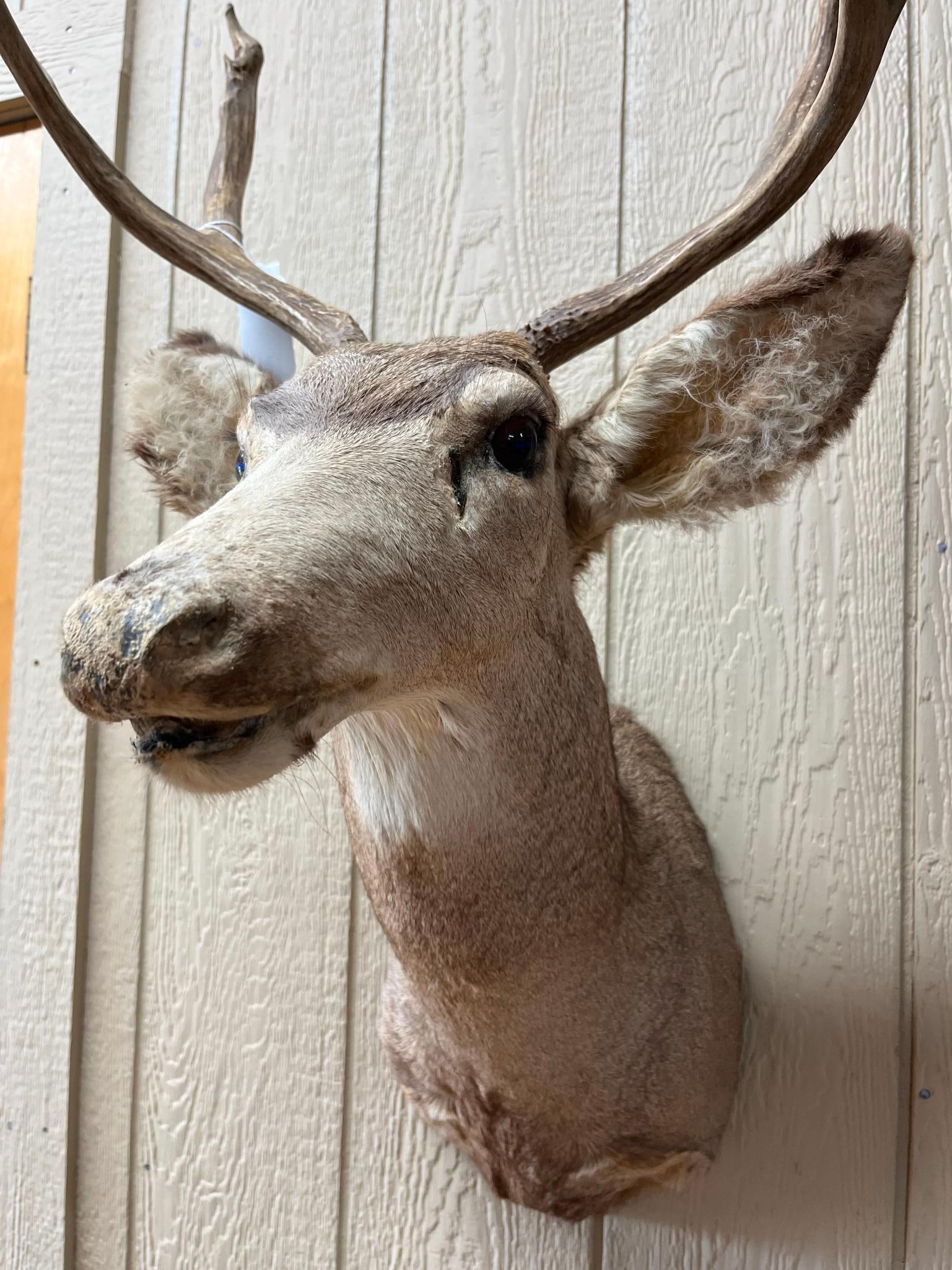 Asymmetrical Mule Deer Shoulder Mount - 3