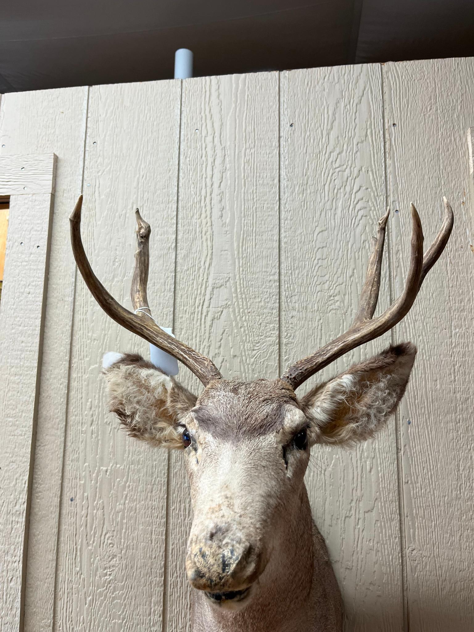 Asymmetrical Mule Deer Shoulder Mount - 4