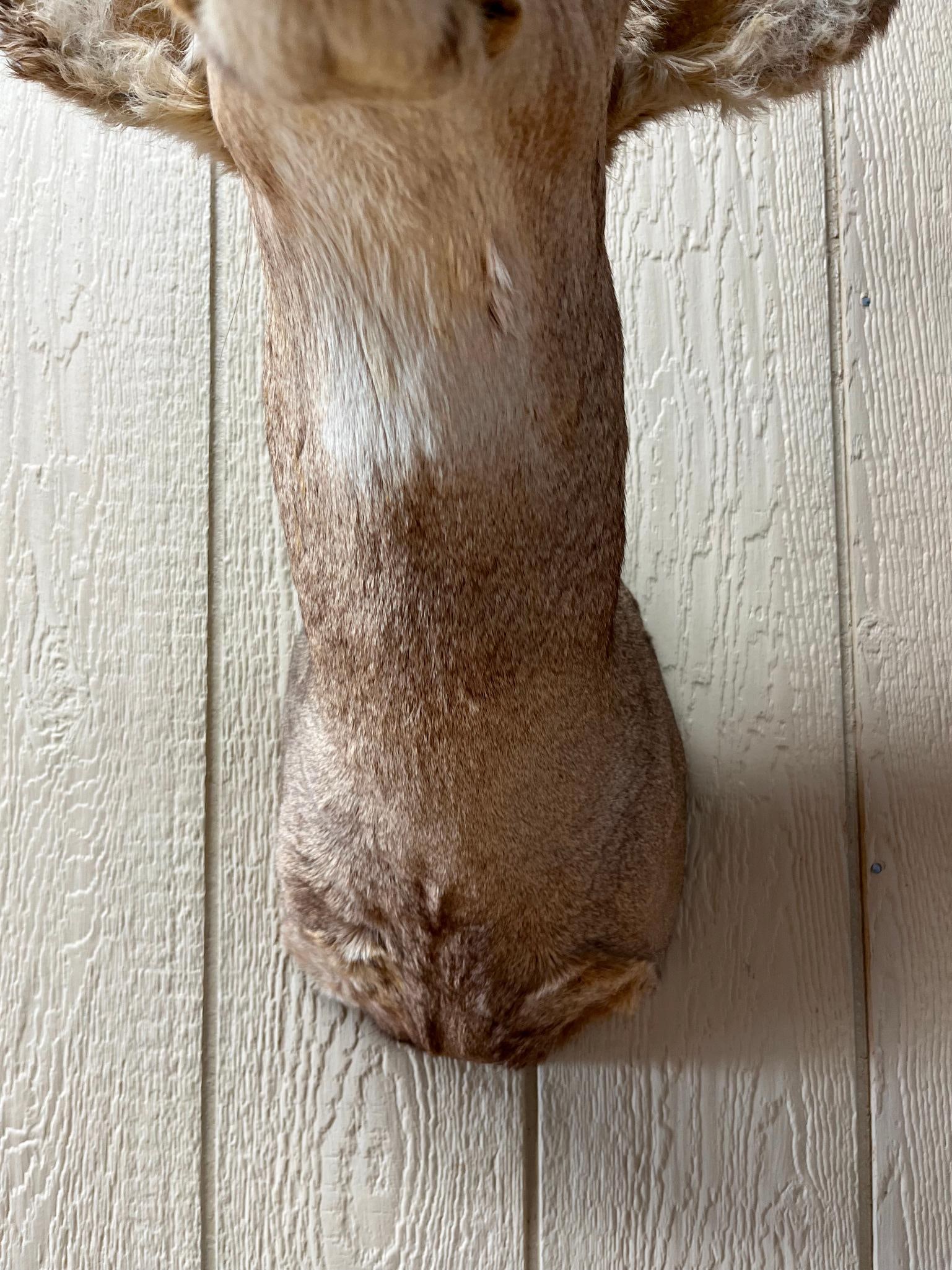 Asymmetrical Mule Deer Shoulder Mount - 5