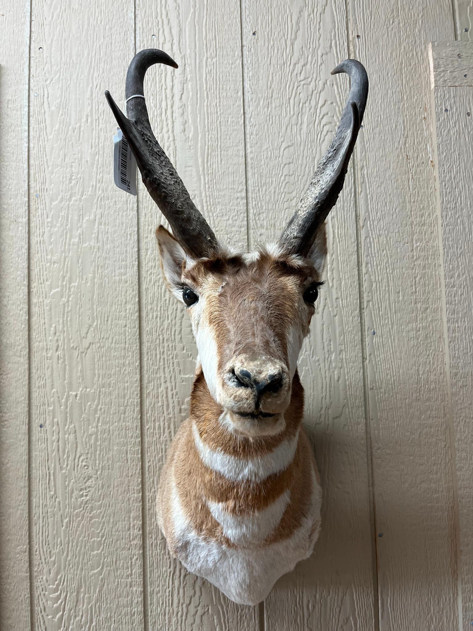 Pronghorn Antelope Shoulder Mount: This is a taxidermy shoulder mount of a male Pronghorn (Antilocapra americana), also known as the American antelope. The mount is fitted with glass eyes.
