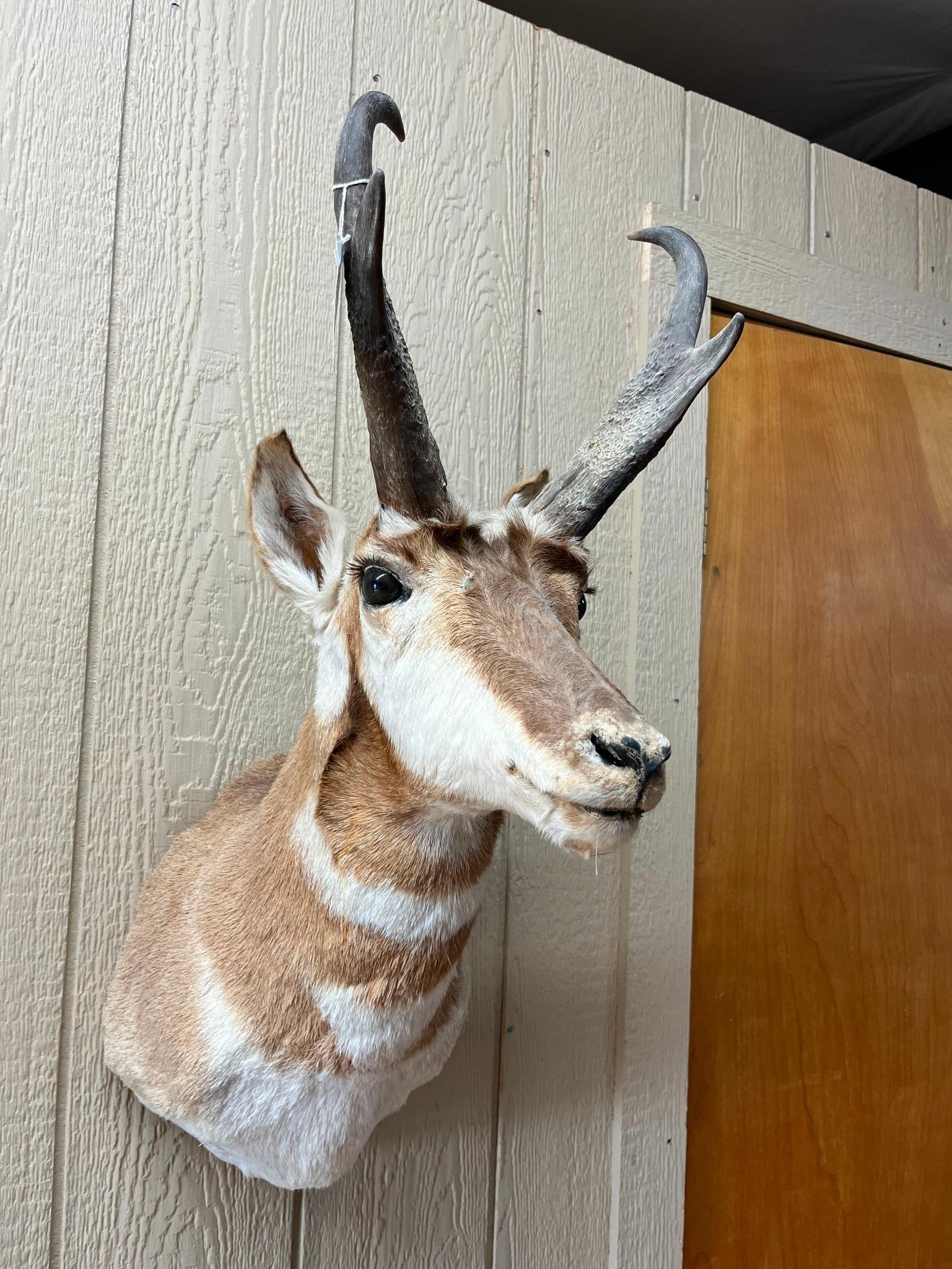 Pronghorn Antelope Shoulder Mount - 2