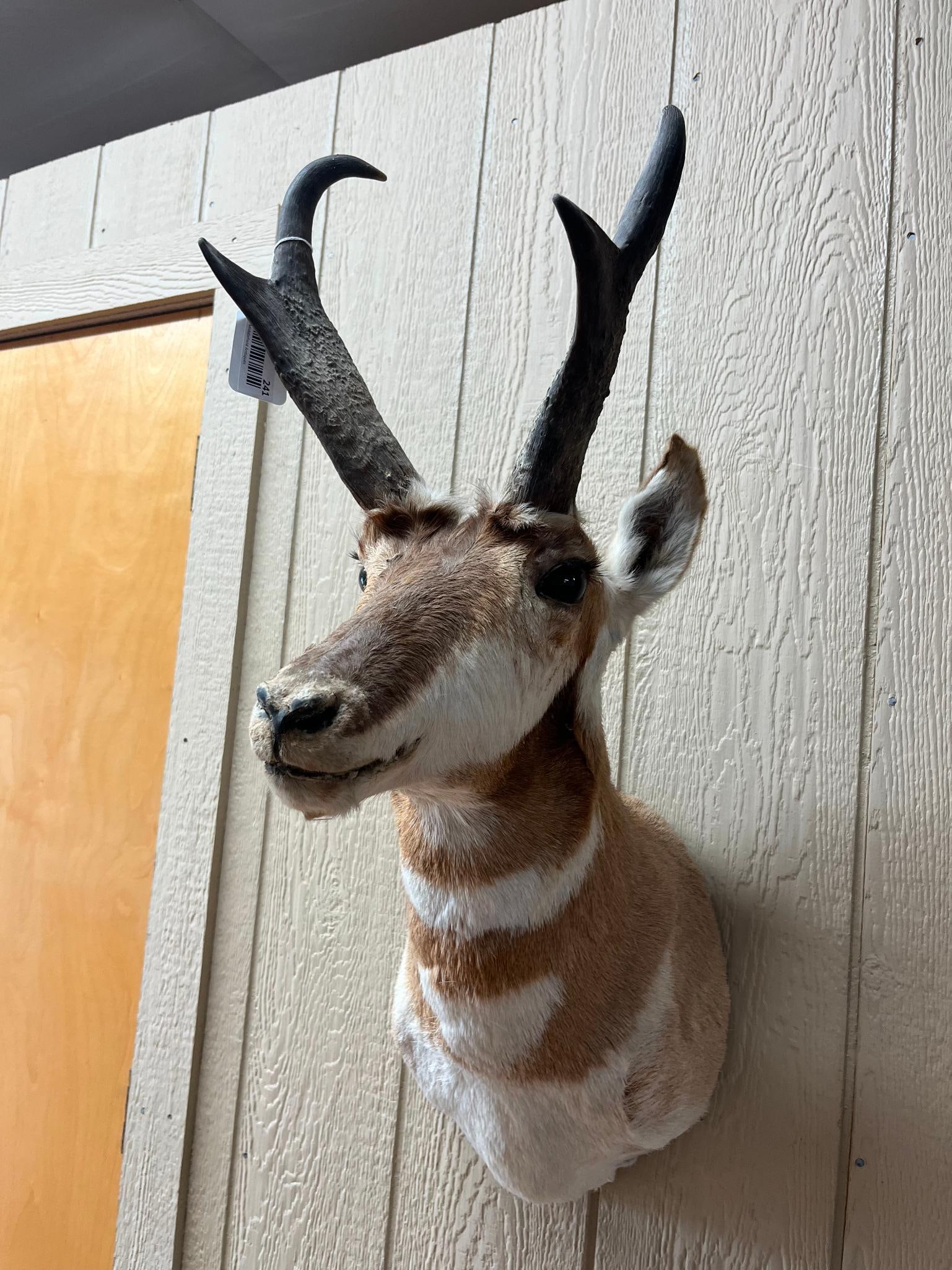 Pronghorn Antelope Shoulder Mount - 3