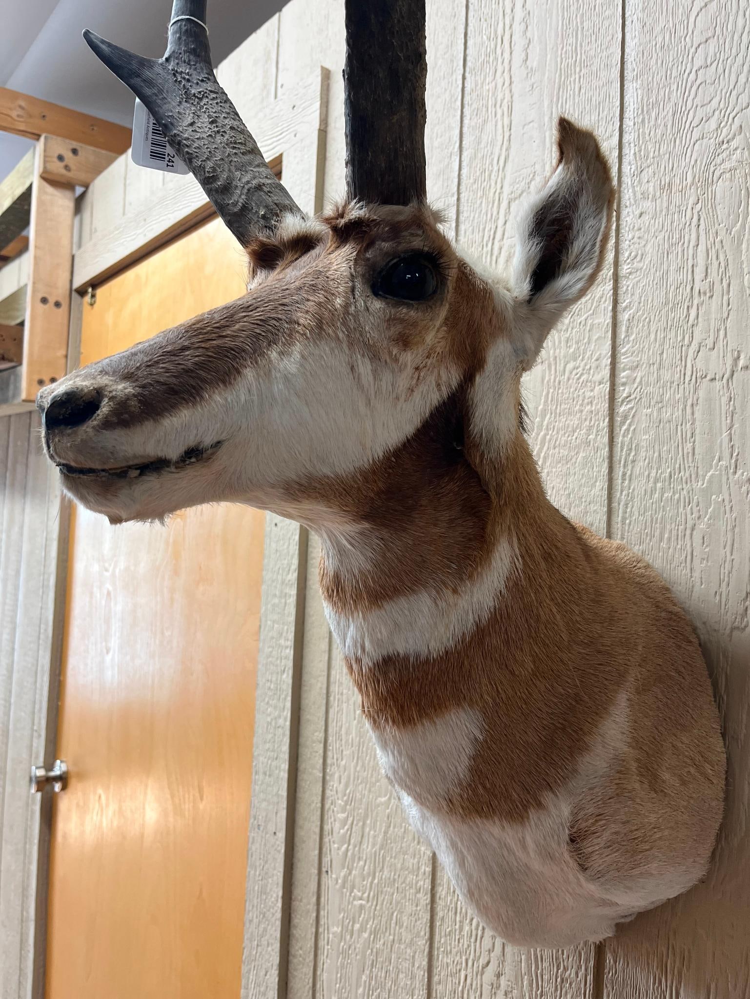Pronghorn Antelope Shoulder Mount - 4
