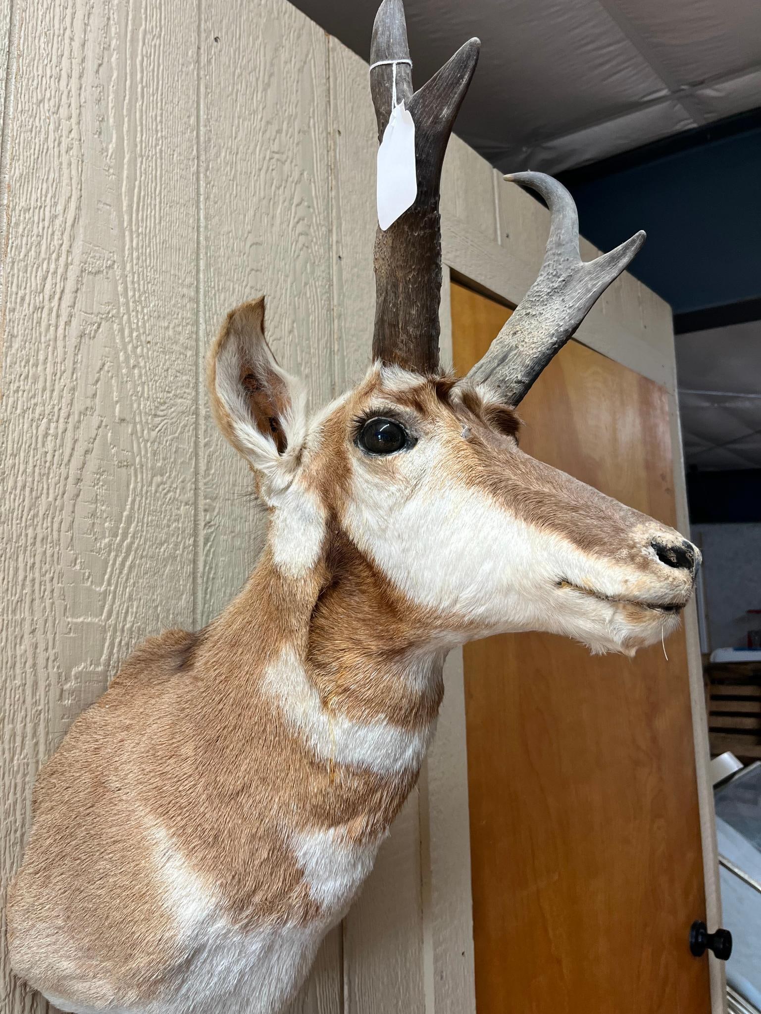 Pronghorn Antelope Shoulder Mount - 5