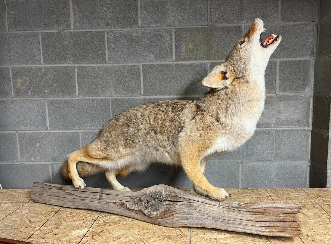 Taxidermy Howling Coyote on Log Mount: A full-body life-size taxidermy mount of an adult coyote. The specimen is mounted on a large, naturally weathered gray wood log. No maker marks, taxidermist labels, or signatures are visible on the