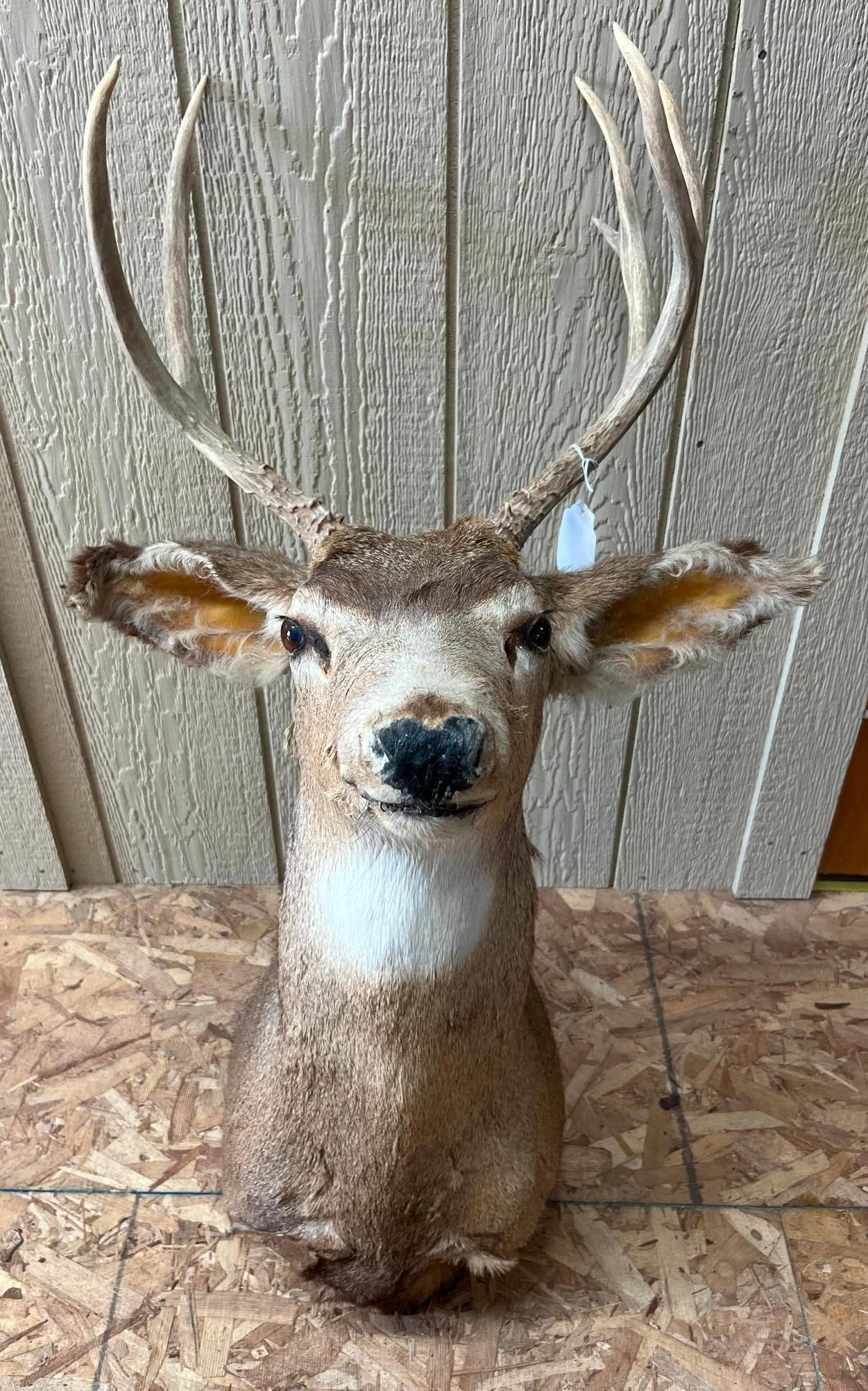 Mule Deer Taxidermy Shoulder Mount: A taxidermy shoulder mount of a Mule Deer (Odocoileus hemionus) presented in a straight, forward-facing position. It is fitted with inset brown glass eyes. The mount is constructed with a natural