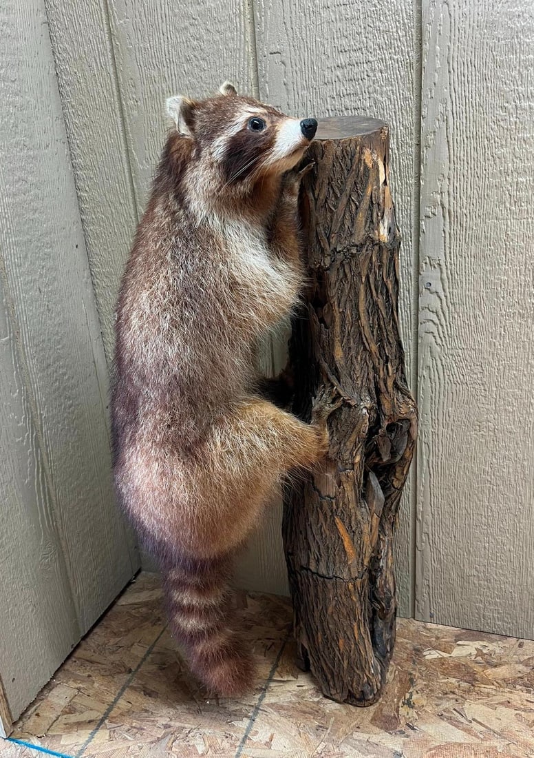 Full-Body Raccoon Taxidermy on Log Base: This is a full-body, life-size taxidermy mount of a common raccoon (Procyon lotor). The raccoon is shown with its paws grasping the bark, and the mount is self-standing on the flat-cut base of the