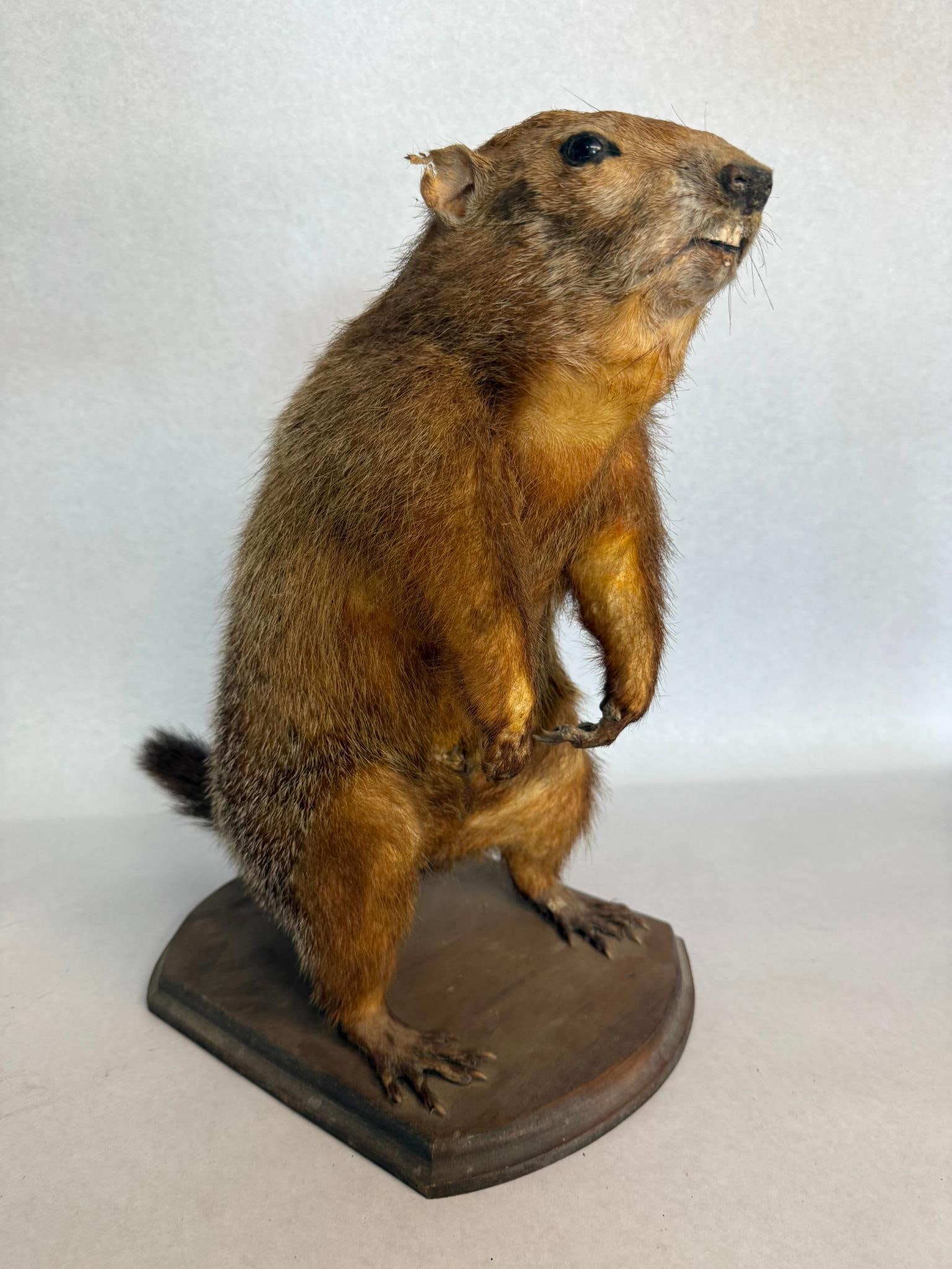 Woodchuck Taxidermy Mount on Wood Base: A life size taxidermy mount of a North American woodchuck, also known as a groundhog. No labels, stamps, monograms, or maker marks are visible on the specimen or the base.