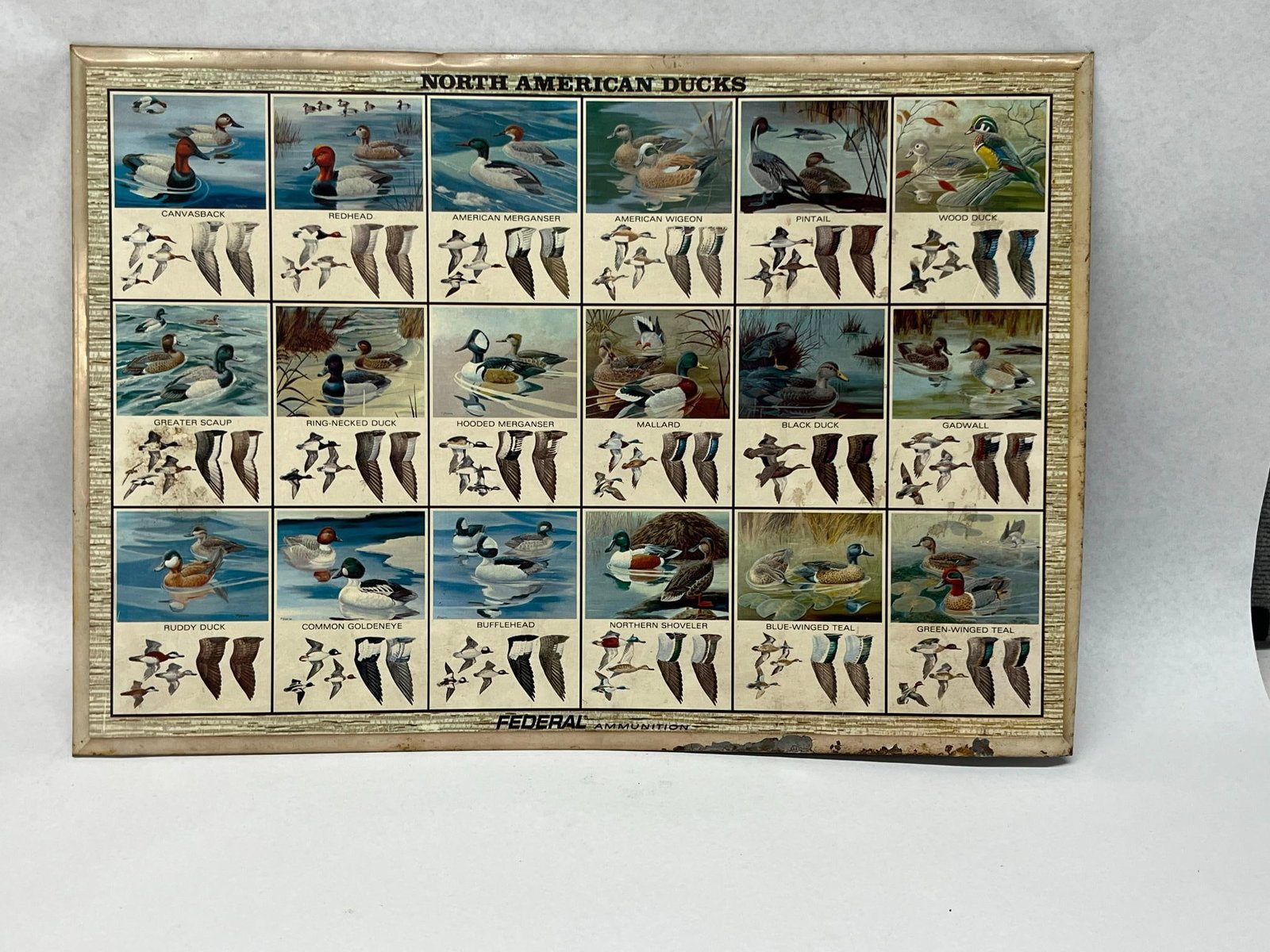 Federal Ammunition Ducks Tin Sign: A tin advertising sign for Federal Ammunition featuring an educational waterfowl identification chart titled NORTH AMERICAN DUCKS. The sign displays eighteen species of waterfowl arranged in a grid: C