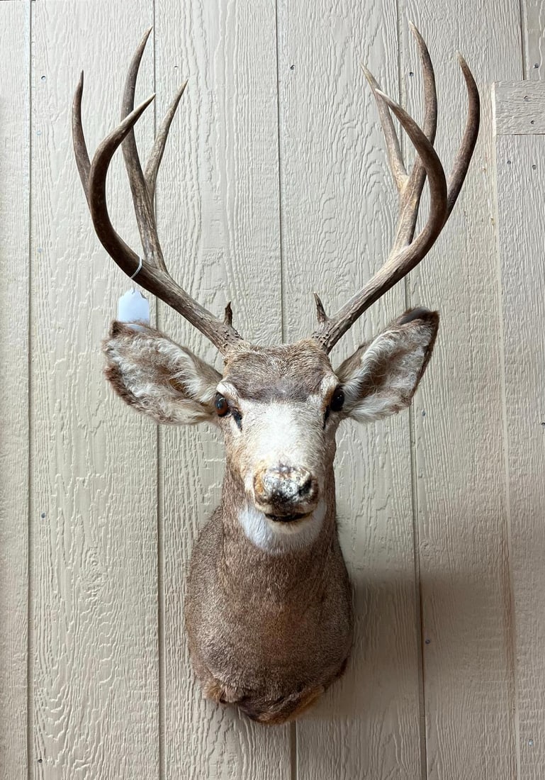 Mule Deer Shoulder Mount w/ 4x4 Antlers (1 of 4)