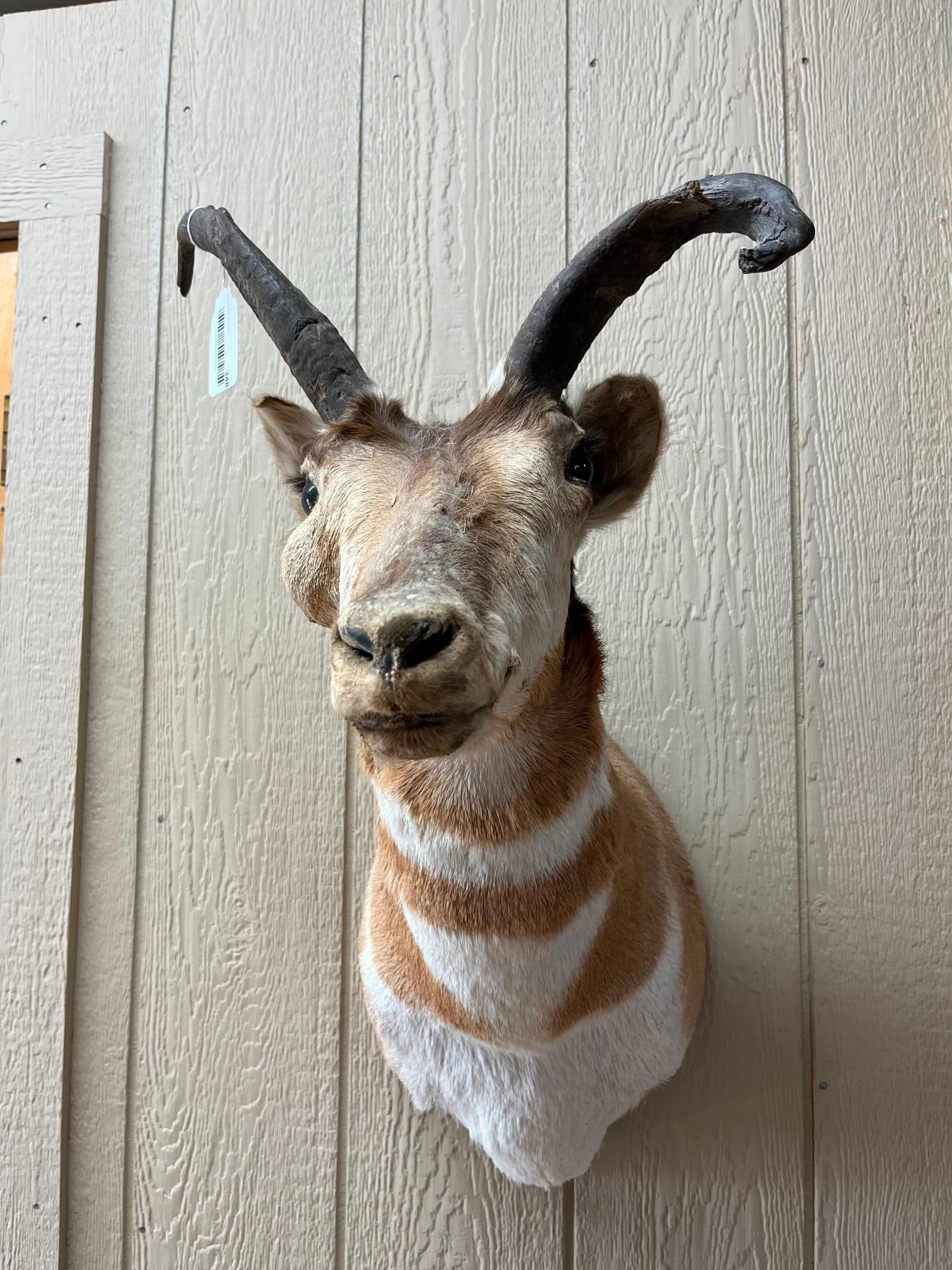 Dama Gazelle Taxidermy Shoulder Mount: This taxidermy shoulder mount features the head and neck of a Dama gazelle (Nanger dama). The mount includes glass eyes.