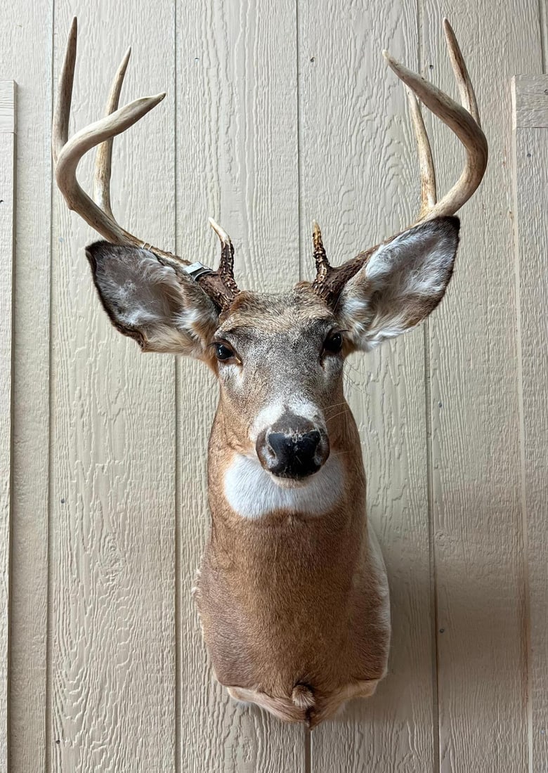 Whitetail Atypical Spike Shoulder Mount: This taxidermy specimen is a shoulder mount of a male white-tailed deer (Odocoileus virginianus). The mount includes anatomical details such as dark glass eyes, a textured nose, and facial whiskers.