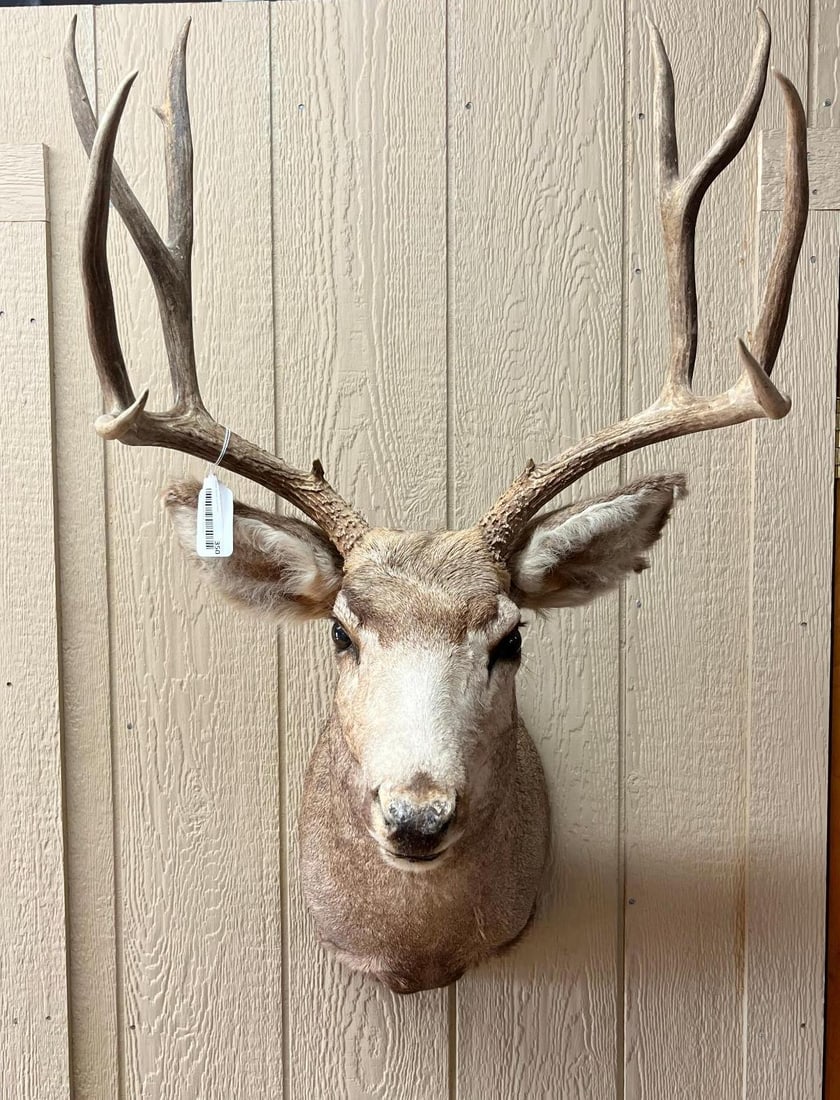 Mule Deer Taxidermy Shoulder Mount (1 of 5)