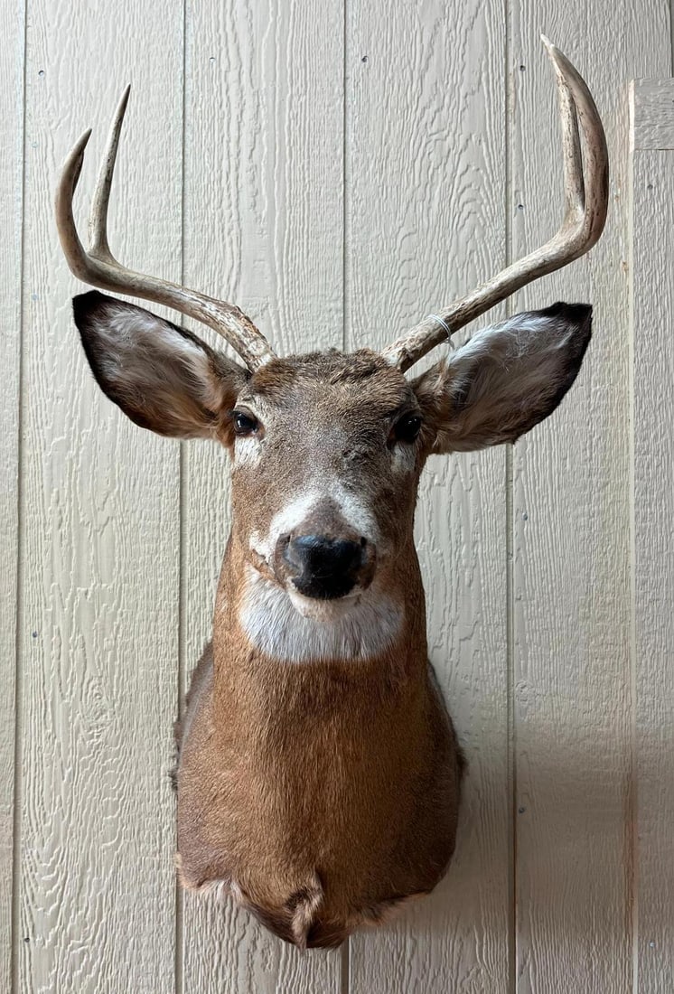 8-Point White-Tail Deer Shoulder Mount: This specimen is a taxidermy shoulder mount of a white-tailed deer (Odocoileus virginianus). A white plastic loop tag is attached to the base of the right antler, as seen in the fourth photograph,